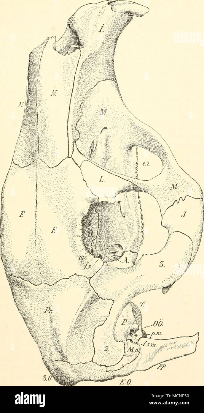 . Ta 58. lacerum Posterius;/^" Forameii maonnm; fo; fs Forameii ovale Foramen sphenoideum; fsm Foraraen Stylo-mastoideum;/Interinaxillare; Y; Z Jiigale Lacrvmale; M Supra-maxillare; J/Mastoideum; ein "Nasale; O Orbitosphenoid; OÖ Ohröffnung; op Foramen opticum; P; p Petrosum Foranien palatinum; PI-Palatinum, Pr-Parietale; Ps Praesphe - NOID; Pt lateralis Processus mastoideus; pm;/ö Processus orbitalis; pp Processus par-Occipitalis; s Squamosum; so Supraoccipitale; r Tympanicum. "V^. Stockfoto