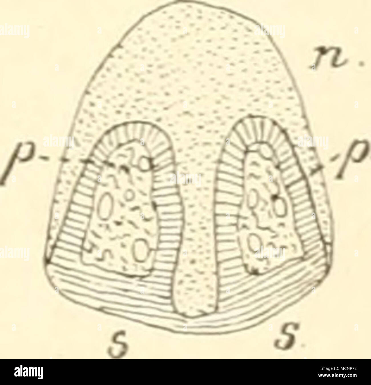 . N ganz einzig dastehender Xagel. Solche besondere Nagelformen ermähnt der systematische Teil. - Embryonale kommt die Entwickelung der Nagel-Platte unter einem weichen Gewebe zu stände, dem Eponychium. Das in das zukünftige Sohlenhorn sich fortsetzt und Dorsalen. l) zum ist Nagelwall reicht, bei der Geburt oder bereits vorher aber schwindet. (Iegenüber den Unguiculata, sterben oder planti digitigrad Sindh, stehen dieUngulata: ausgezeichnet durch dorso-ventrale abgetlachte Nagelphalangen, sterben in den meisten Fällen sterben Körperlast zu gürteltaschen haben". Of this Unguli - Stockfoto
