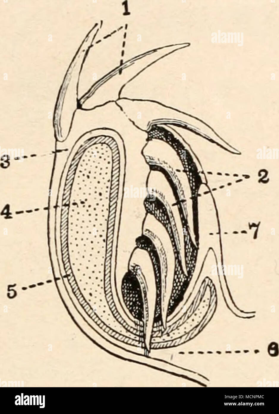 . Abb. 79. Längsschnitt durch den Kiefer eines Haifisches (Odontaspis americanus). (/ S. H. Reynolds.) j. Zähne in Funktion. 2. Zähne in Reserve, j. Haut. 4. Kieferknorpel. 5. Kalkkruste des Kieferknorpels. 6. Bindegewebe. 7. Schleimhaut des Mundes. Stockfoto