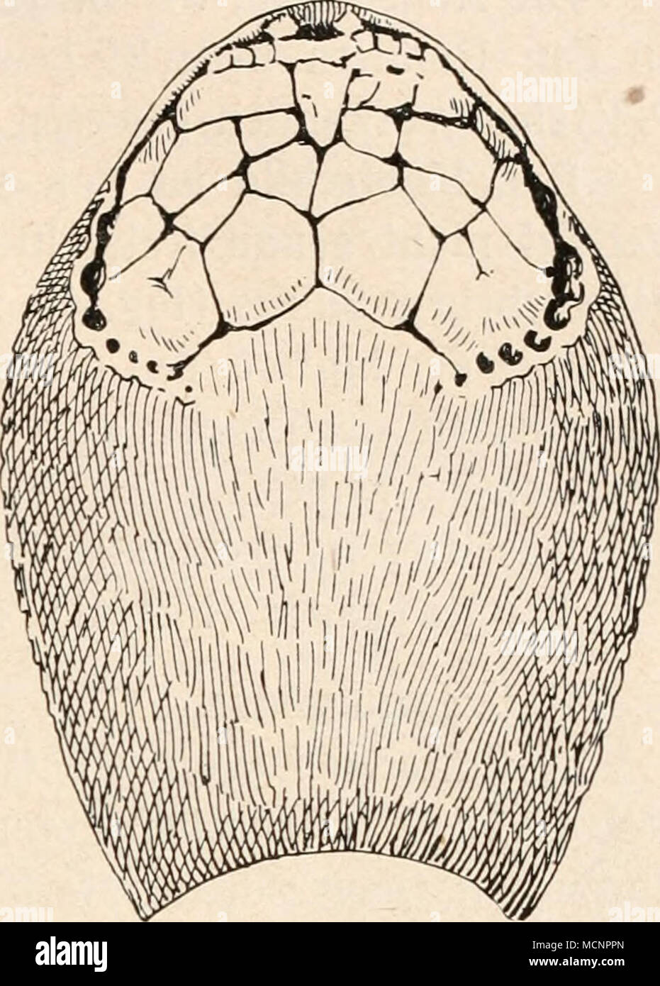 . A. B. Abb. 41. Panzer von Tremataspis Schrencki, Schmidt, aus dem obersilur von Rootziküll auf der Insel Ösel, in 3/2 Nat. Gr. Eine Oberansicht, B Ventralansicht des Panzers. (Nach O. Jaekel.) Boden und nahe dem Seitenrand beiderseits je zwei unregelmäßig um-grenzte Öffnungen, deren Boden gleichfalls spongiöse Beschaffenheit zeigt. Die Deutung of this fünf Gruben mit spongiösem Boden ist ganz unsicher. 0. Jaekel 2 hielt die Seitenlöcher für Durchtrittsstellen von Tentakeln, war aber ebenso unwahrscheinlich ist wie sterben Deutungen Pattens; dagegen hat die Deutung der hinteren Nummern-oper Rohons 3 1 W. Pa Stockfoto