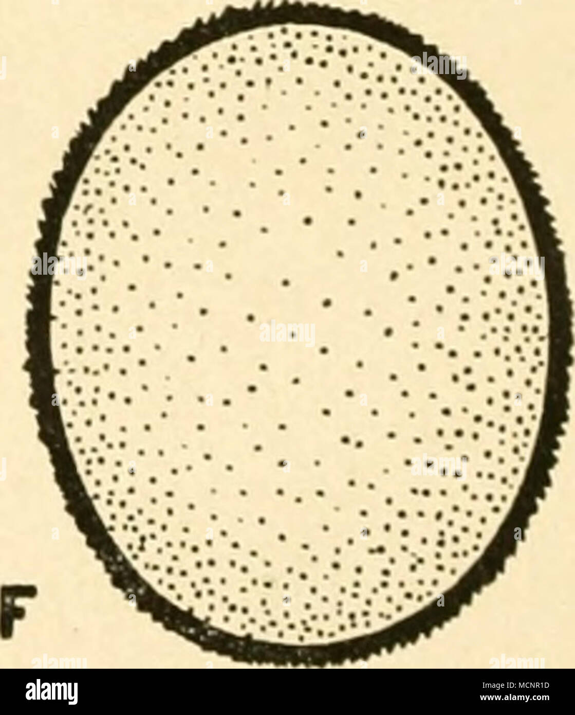 . Abb. 85. Hydatina Senta. Ein Geschlechtsreifes Weibchen, B junges Weibchen kurz nach dem Ausschlüpfen, C geschlechtsreifes Männchen, D parthenogenetisches parthenogenetisches Männchenei Weibchenei, E, F (Befruchtetes) Dauerei. (/ WHITNEY.) 5/6 das Geschlechtschromosom zwar in die Länge gezogen, aber noch ein "einen der Pole Nummern-oper gelangt ist nicht. In c ist das GC-sclilechtschromosom in die größere der Tochterzellen Nummern-oper befördert worden. In d ist die Teilung in eine größere und eine kleinere Zelle beendet. E werden in der grösseren Zelle Inennstadt für eine Stockfoto