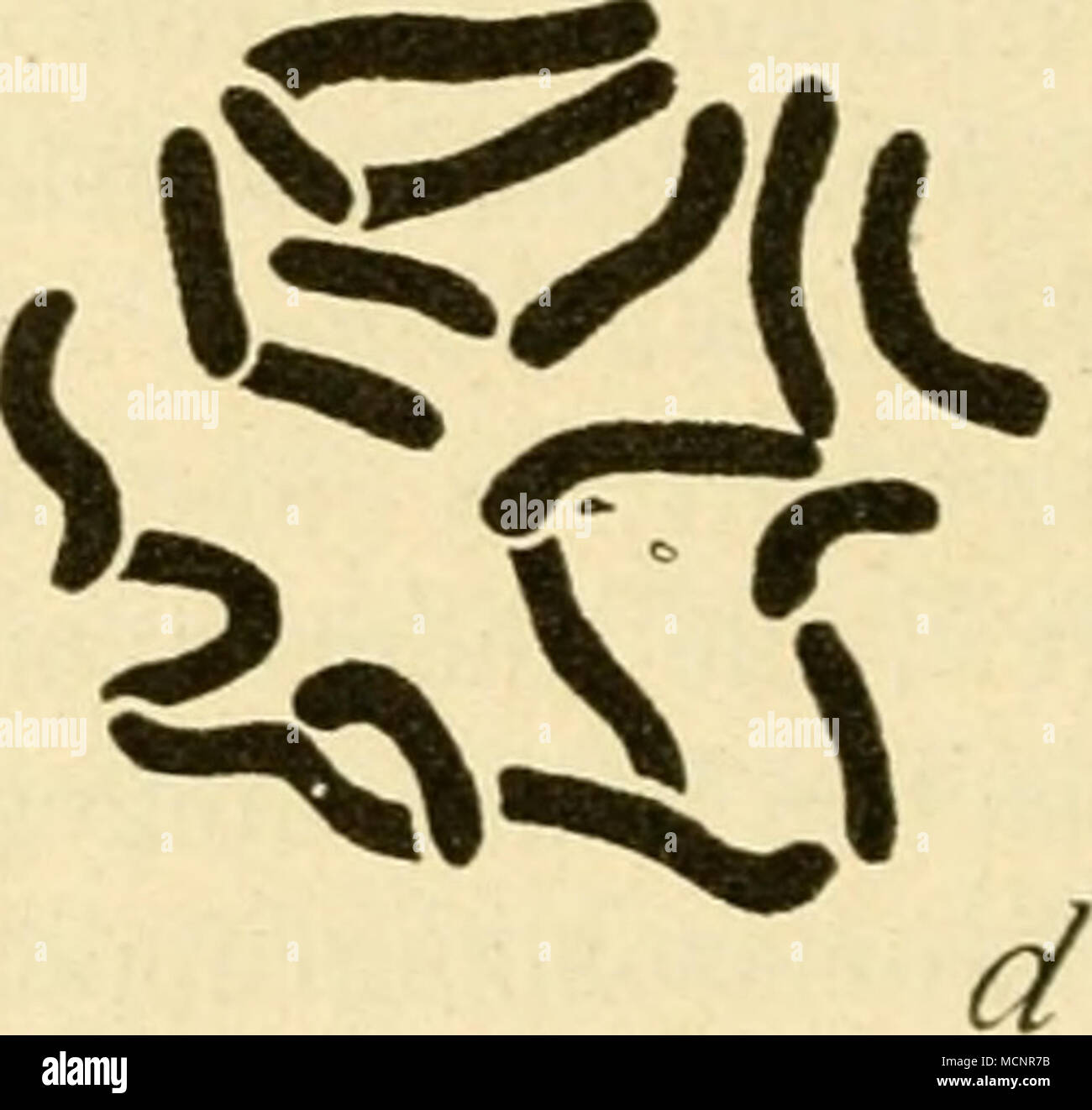 . X-Wir'^^ Abb. 62. Somatische Chromosomengruppen von Oenothera scintillans mit verschiedenen Chromosomenzahlen. (/ Hange.) hinsichtlich der Dominanz oder Rezessivität bestimmter Faktoren. Ein Männchen z. B., das Sterben der normalen lokalisierten, rezessiven Gen für Vermilion (Scharlachrote Augen) und Zobel (Körper zobelfarben) enthält und außerdem eine angeheftet das X-Chromosom mit diesen Faktoren noch ein überzähliges Stück mit den normalen Allelomorphen von Zinnober und sahle, ist äußerlich eine Fliege vom wilden Typus anstatt Zinnoberrot - sahle, der war Herbst sein würde ohne dieses Über-Zählige Stockfoto . X-Wir'^^ Abb. 62. Somatische Chromosomengruppen von Oenothera scintillans mit verschiedenen Chromosomenzahlen. (/ Hange.) hinsichtlich der Dominanz oder Rezessivität bestimmter Faktoren. Ein Männchen z. B., das Sterben der normalen lokalisierten, rezessiven Gen für Vermilion (Scharlachrote Augen) und Zobel (Körper zobelfarben) enthält und außerdem eine angeheftet das X-Chromosom mit diesen Faktoren noch ein überzähliges Stück mit den normalen Allelomorphen von Zinnober und sahle, ist äußerlich eine Fliege vom wilden Typus anstatt Zinnoberrot - sahle, der war Herbst sein würde ohne dieses Über-Zählige Stockfoto