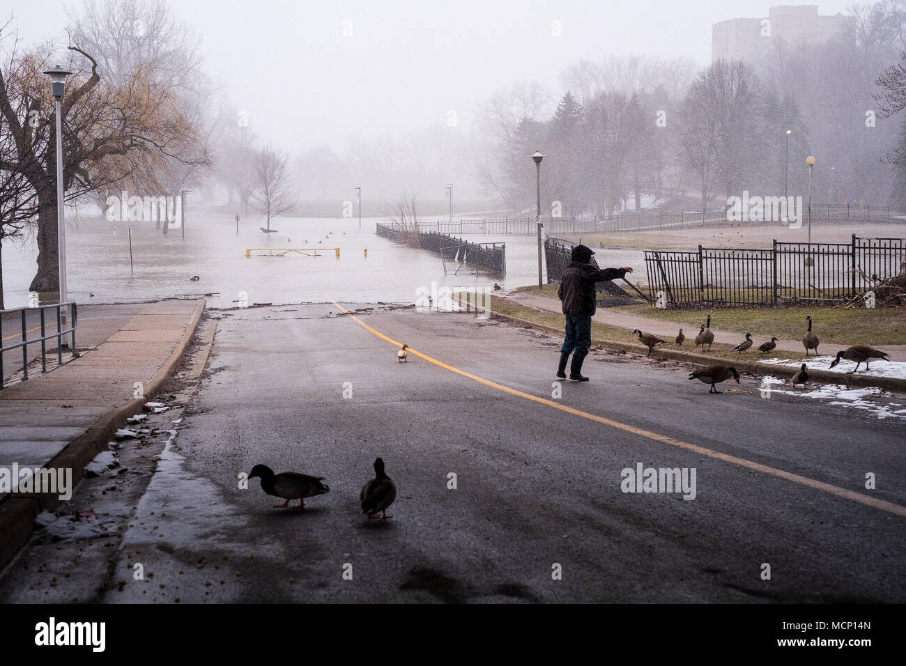 Ein älterer Herr feeds Enten und kanadische Gänse unter dem Riverside Drive Brücke. Mit der Themse ihre Banken in Harris Park zu versagen, da die erhöhten Wasserstände sie Weise den Fluss hinunter in London, Ontario machen Stockfoto