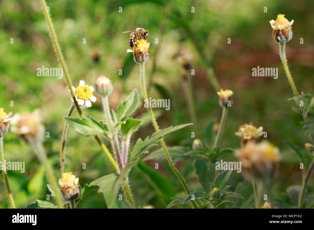 Asunción, Paraguay. 17 Apr, 2018. Eine Biene Feeds den Nektar der tridax Daisy oder coatbuttons (Tridax procumbens) Blühende Blumen in einem wildflower Meadow während teilweise sonnigen Herbstnachmittag mit hoher Temperatur um 30°C in Asunción, Paraguay. Tridax Daisy ist aus tropischen Amerika und kann in Bereichen in Bereichen mit tropische oder subtropische Klima gefunden werden. Credit: Andre M. Chang/ARDUOPRESS/Alamy leben Nachrichten Stockfoto