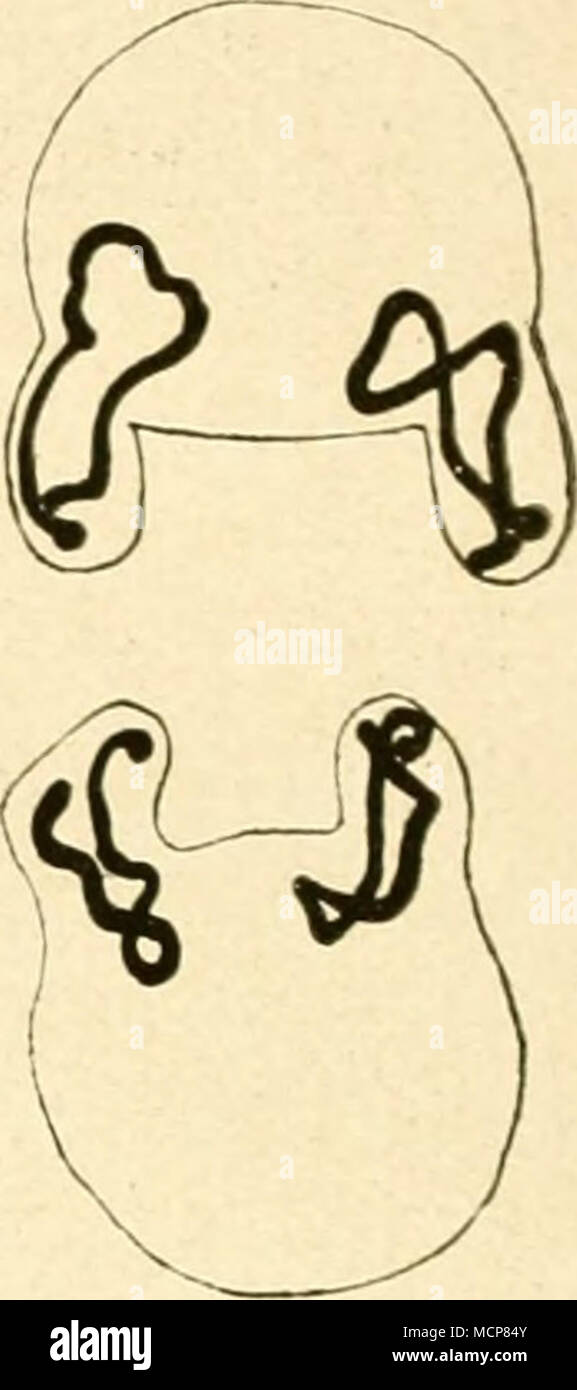 Ein d-Abb. 2:2. Tochterkerrie aus Blastomeren von Ascaris in Vorbereitung zur nächsten Teilung, die gleiche Anordnung der Chromosomen zeigend. (/ BovERI.) zogen, wenn sie bei der Zellteilung zu den Spindelpolen wandern. Sterben Nummern-oper Tochterchromosomen zeigen die gleiche Unregelmäßigkeit. Durch henkes lolland einer großen Zahl von Tochterzellen, sterben your Vorbe-reitungen zur nächsten Teilung treffen, konnte er Boyeri den Nachweis bringen, daß beim Wiedererscheinen der Chromosomen in den Tochter- zellen This wieder ganz die gleichen Unregelmäßigkeiten aufweisen (Abb. 22 a-d). Es ist auch.. wahrsc Stockfoto
