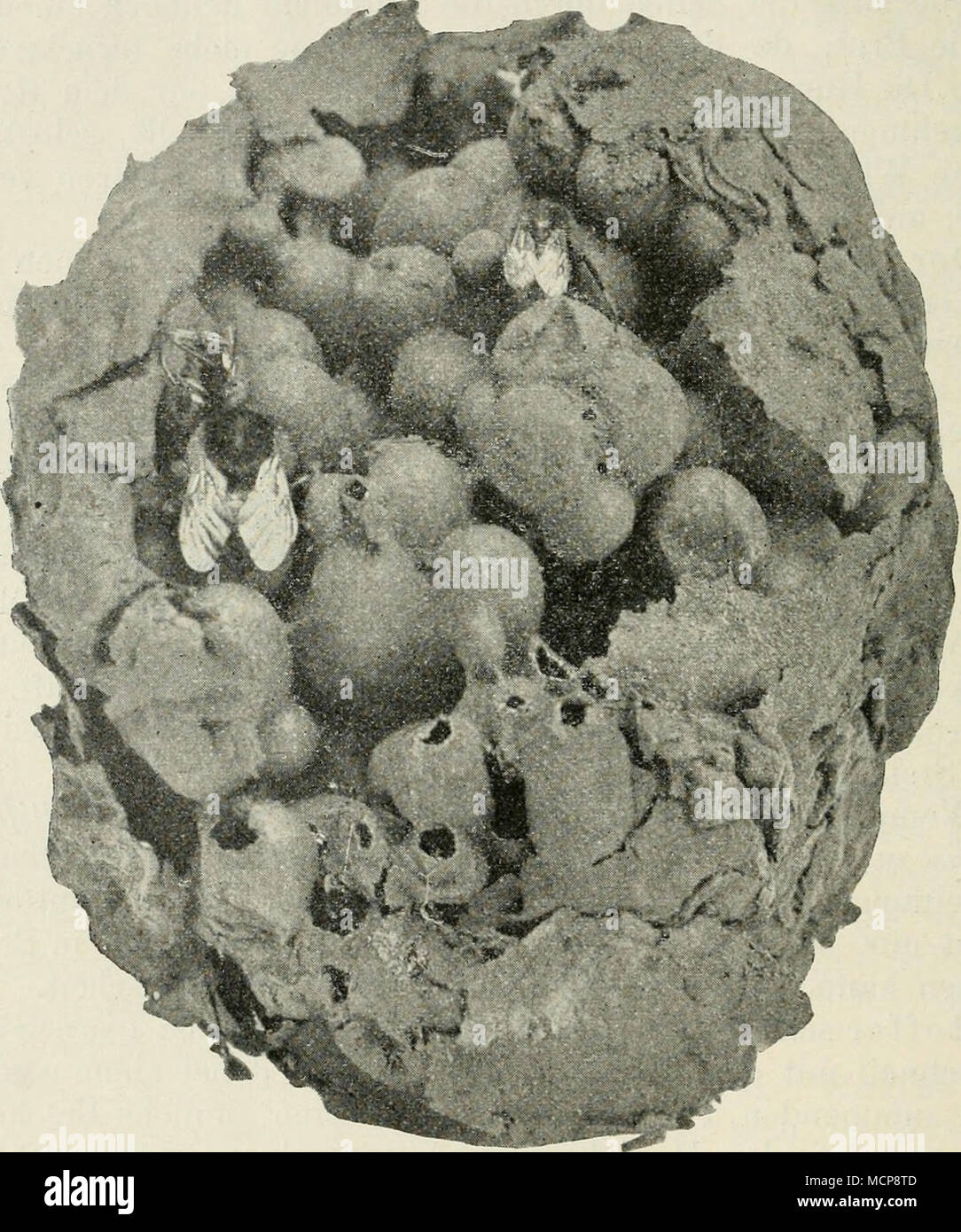 . Unterirdisches Nest der Steinhummel {Bomhiis lapidarius L.) von einer Wachshülle ich umgeben, welche zur Freilegung des Zusatzger&aumlte teilweise entfernt wurde. Links in den Kokons sterben, K?nigin, rechts eine Arbeiterin. Original im Bremer Museum für Naturkunde ('/j Nat. Größe). Honigbiene finden wir das Ventilieren orig. nur gegen Mittag und von abends bis spät in die Nacht hinein je nach Wärme und Tracht. ; Bei den Hummeln Nonne liegen folgende Verhältnisse vor. 1) Entfernt man eine Biene aus der Reihe der Fächler, also sterben Bienen' merken bald, dass der Zwischenraum zu groß geworden ist und die Luft Stockfoto