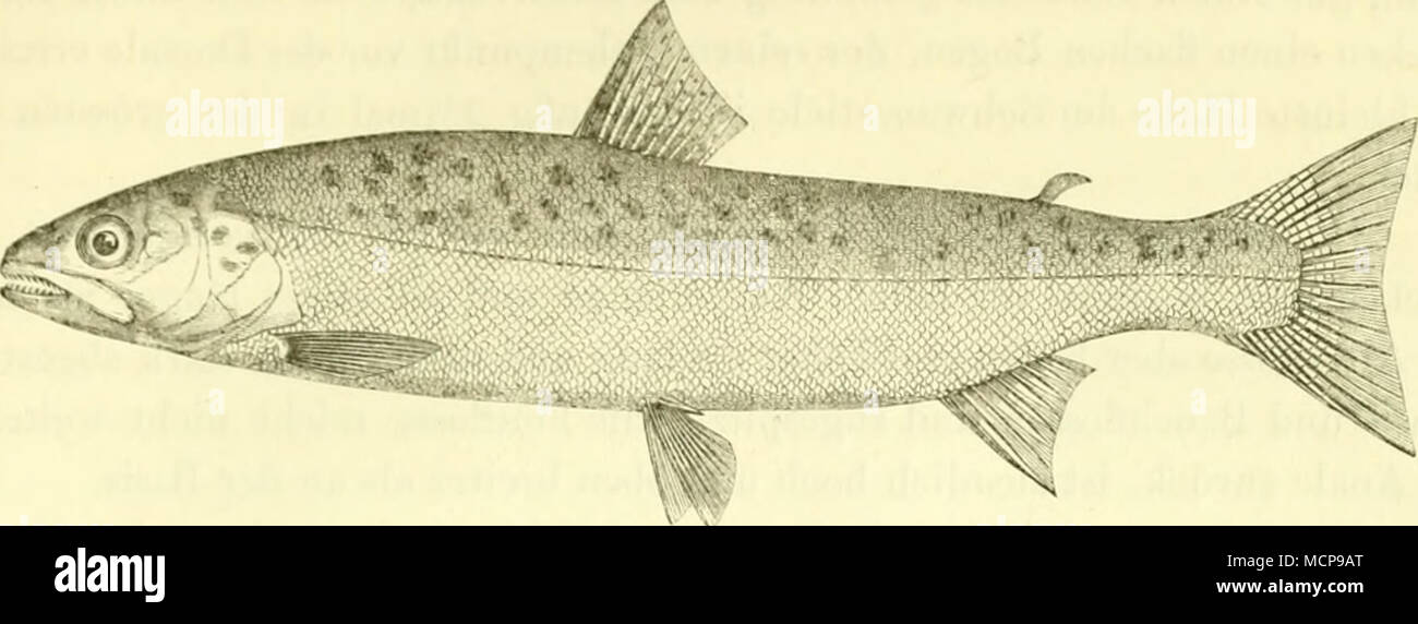 . Fiff. 147. Syn. uiul Citate: Trutta lacustris Magna v. Gesn. - Trutta/acustn". s Wii. - LuciUHY. - Salmo Illa'S/icaWARTMA, Bloch. - Salmo lucuntris KiiAn. Registerkarte. 14 - 15 *). - Fario lacustris Kapp, Bodenseefische, Tal". 7{',). Kopf gestreckt, zugespitzt, Zähne stark, bin Voinerstiele durcliaus in doppelter Reihe aufsitzend; Schuppen fest sitzend, mit reinem hellem S i 1 b e r g 1 a n z, sparsame m a 11 - schwarze Flecken nur an der obern Körperhälfte. Abb. 1-18. Pflugscharzähne. Sterben gesehen Oberöstreichs Totalgestalt of this den fehlenden Kunst ist-schlan-ker und insbesondre der Kopf niedrer Stockfoto