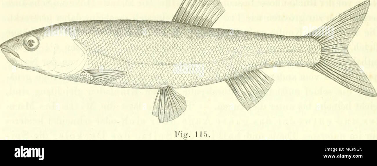 . Kopf l) reit, lang und stnni]) f, Ihi tcr kic-t'er rasch au ist ei-Gen!, Mund gross, Schuppen am kleinsten von allen Arten. D. 3/7-b, A.3/S u k.w., Squ. 18/78-SO/S. Durch den breiten Kopf erinnert this Kunst ein S'qu. dohula u.Dgl., e aber in andrer Beziehung der vorhergehenden Arten zunächst. Die Länge des Kopfes ist-4 y 3% Wi< t^1 von ^der Gesaninitlänge enthalten und beträgt öfters um ein Drittel mehr als sterben unsere Körperhöhe; seine Breite zwischen den Deckelstücken konnnt der halben Länge gleich. Das Auge, dessen Durchmes- ser 5-syomalin der Kopflänge begriffen ist, e vom S Stockfoto