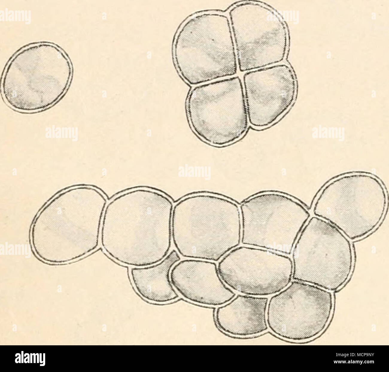 Protococcusa Under Microscope . Abb. 33. Protococctis antdatzisY ^. s, eh. äh. 600 X (orig ...