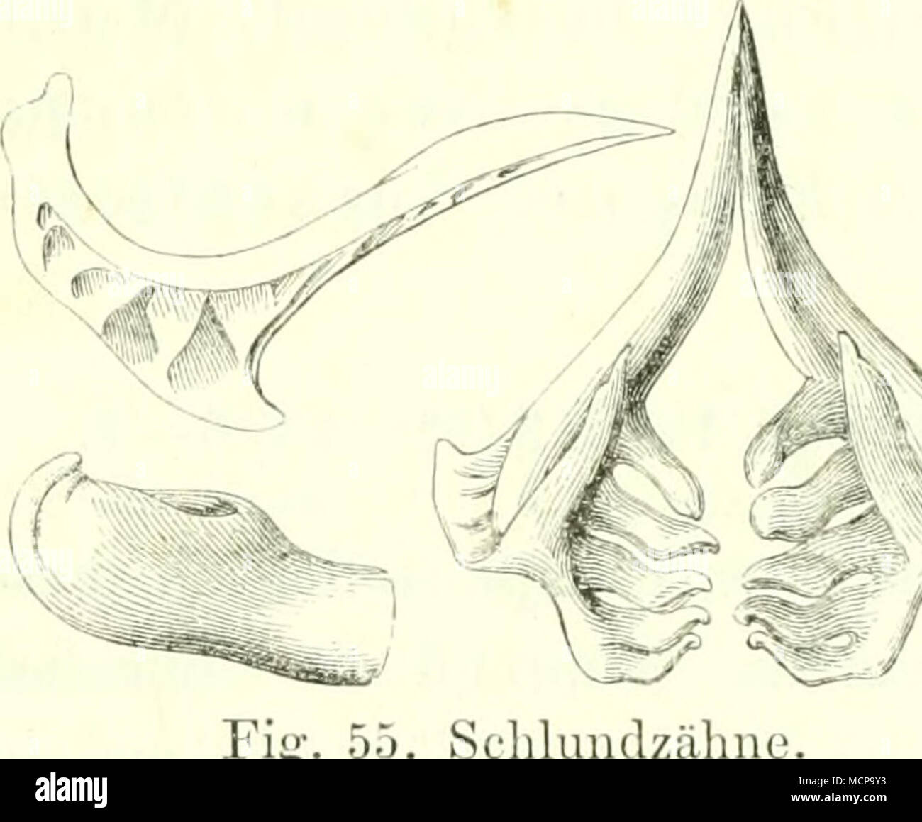 . 55. Schlundzähne. Stockfoto