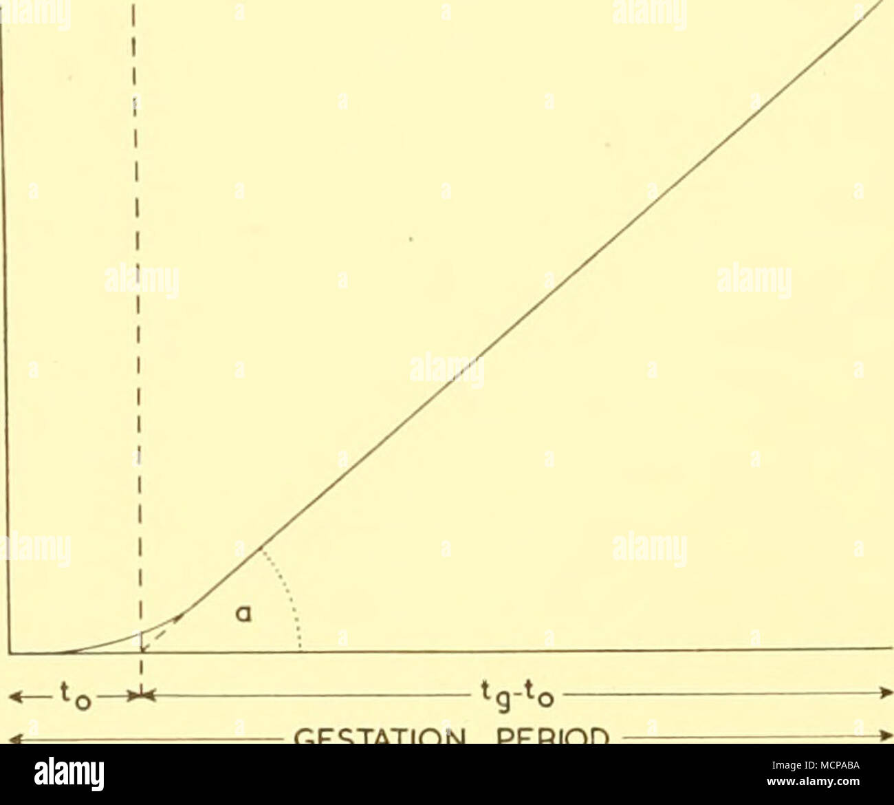 . Tragezeit Text-Bild. I. Schematische Darstellung Verhältnis zwischen fötales Gewicht (oder Länge), Trächtigkeit,/" und ein (nach Huggett und Widdas, 1951). In diesem Zusammenhang ist die Arbeit von Huggett und Widdas (1951) bietet einen Ausgangspunkt. Diese Autoren zeigten, dass für eine Vielzahl von Säugetieren mit stark verschiedenen Säugetieren Bestellungen die Kubikwurzel des fötales Gewicht eine lineare Handlung mit Alter gab für alle außer den ersten Teil der Schwangerschaft. Sie schlugen vor, dass der Beginn dieses stetige Wachstum mit der vollständigen Errichtung des plazentaren Durchblutung korreliert werden kann. Zuvor zu dieser Arbeit Stockfoto