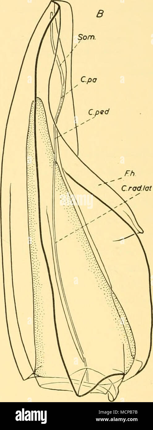 . Text-Bild. 68. Crystallophyes amygdalina. Laterale und ventrale Ansichten von Posterioren nectophore, 'Discovery II "Str. 357, 750-500 m., x13. Der Posterioren nectophore von Crystallophyes, bisher unbeschriebene, ist abgeflacht dorso-ventral in der apikalen Region, und die fünf Kanten nicht in einem Punkt treffen; die ventrals melden Sie die zuläufe in einem kurzen Abstand unterhalb der Spitze. Die zuläufe Form prominente spitzen Zähnen an der Basis. Die seitliche radial-Kanäle lassen Sie den dorsalen und ventralen radial-Kanäle an einem Punkt ca. ein Viertel ihrer Länge distal an der Spitze des nectosac. Nur nach entsprechender Färbung ist. Stockfoto