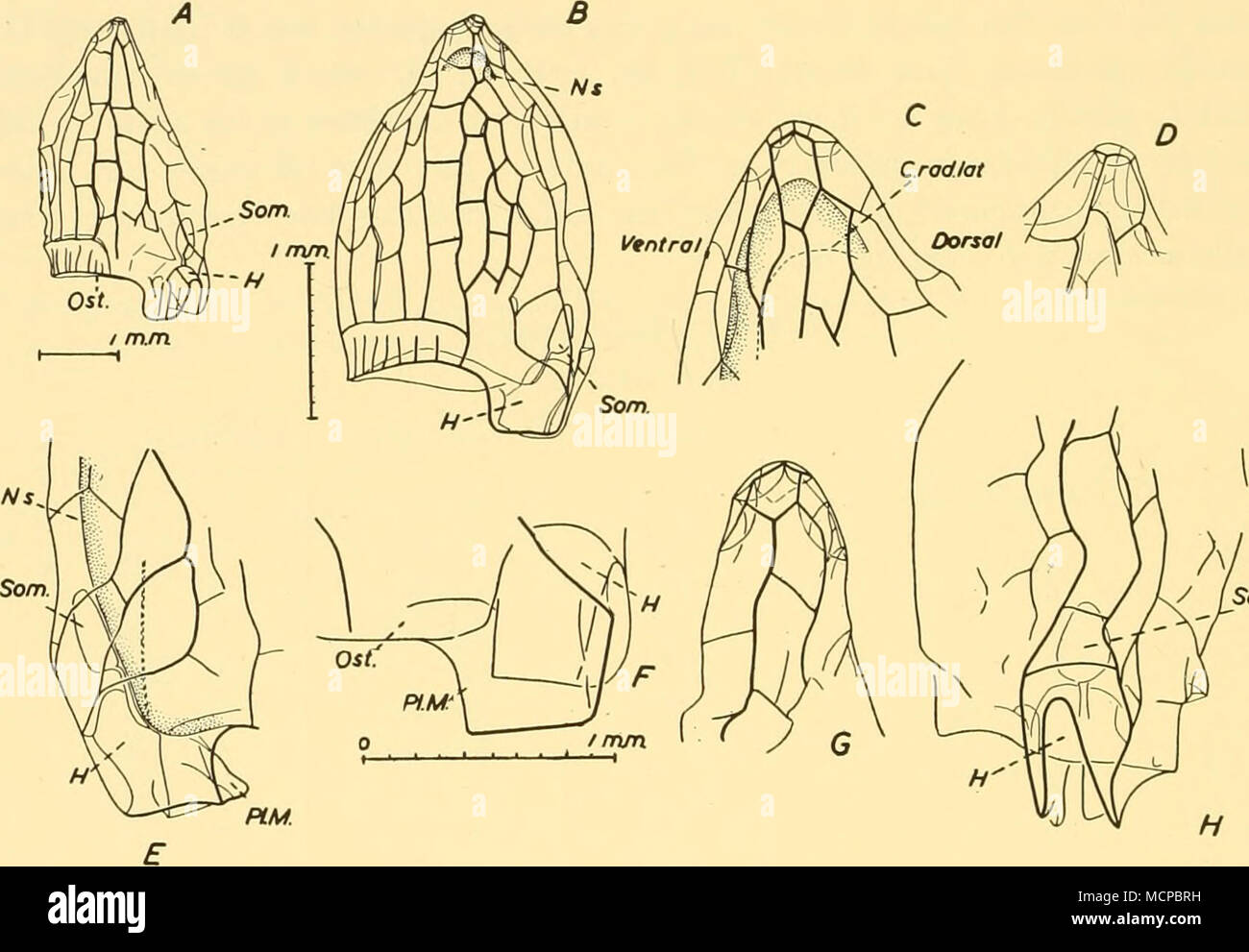. So/n Text-Abb. 61. Lensia reticulata sp. n. Aus 'Discovery II" St. 1585, 1400-70001. A, D, F, das Ganze, die Spitze und die Basis einer größeren Probe; B, E, H, C, G, im Großen und Ganzen zwei Ansichten der Basis und der Spitze der Ein kleineres Exemplar. Vergrößerung: X 9; B x 18; C-H x 29. Auf den ersten Blick könnte es eigentlich sein, dass dagegen die Unterstützung durch Schrumpfung. Ich bin sehr zufrieden, dass es sich um einen spezifischen Charakter. Die meisten Facetten sind zutiefst konkav, wie aus den Skizzen der apikalen Teile von zwei Proben (Text-Feigen gesehen werden kann. 61 C, D). Das Material, wie es normalerweise der Fall ist mit kleinen Delica Stockfoto