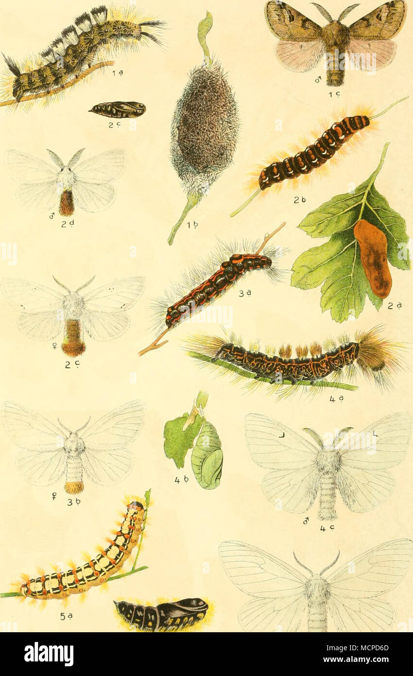 . 5b &Lt;f v :::"." 59 1. Dasychira fascelina. 2. Euproctis chrysorrhoea. 3. Porthesia Imilis. 4. Arctornis 1-NIGRUM. 5. Stilpnotia Salicis. Stockfoto