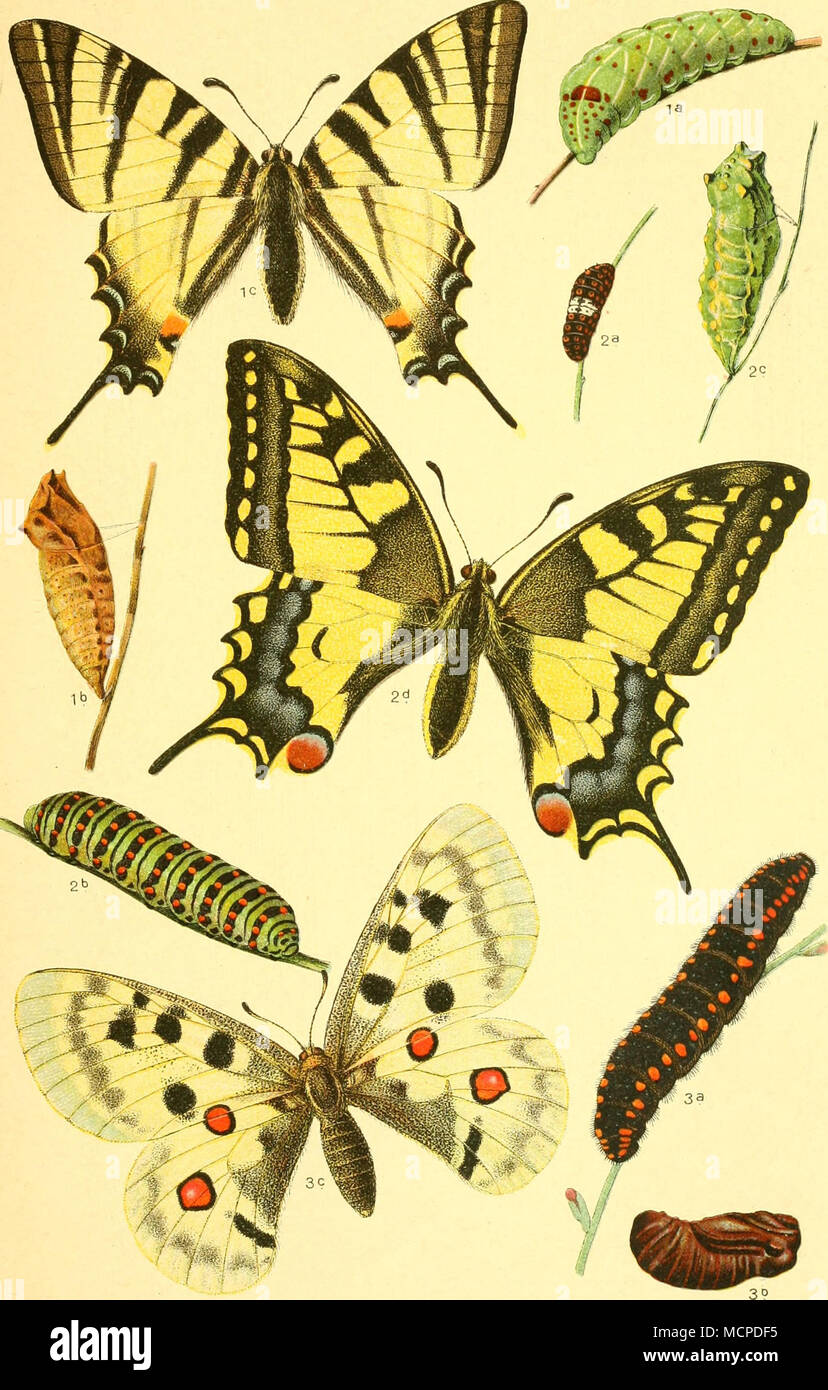 Papilio podalirius Fotos und Bildmaterial in hoher Auflösung Alamy