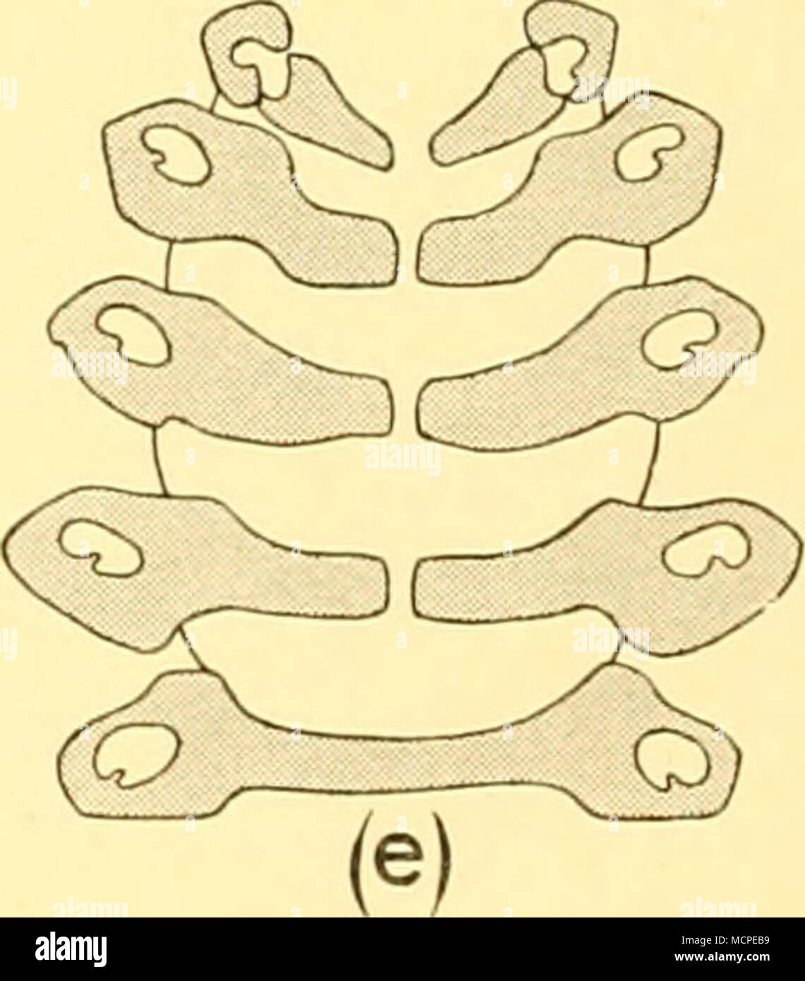 Nervus accessorius Fotos und Bildmaterial in hoher Auflösung Alamy