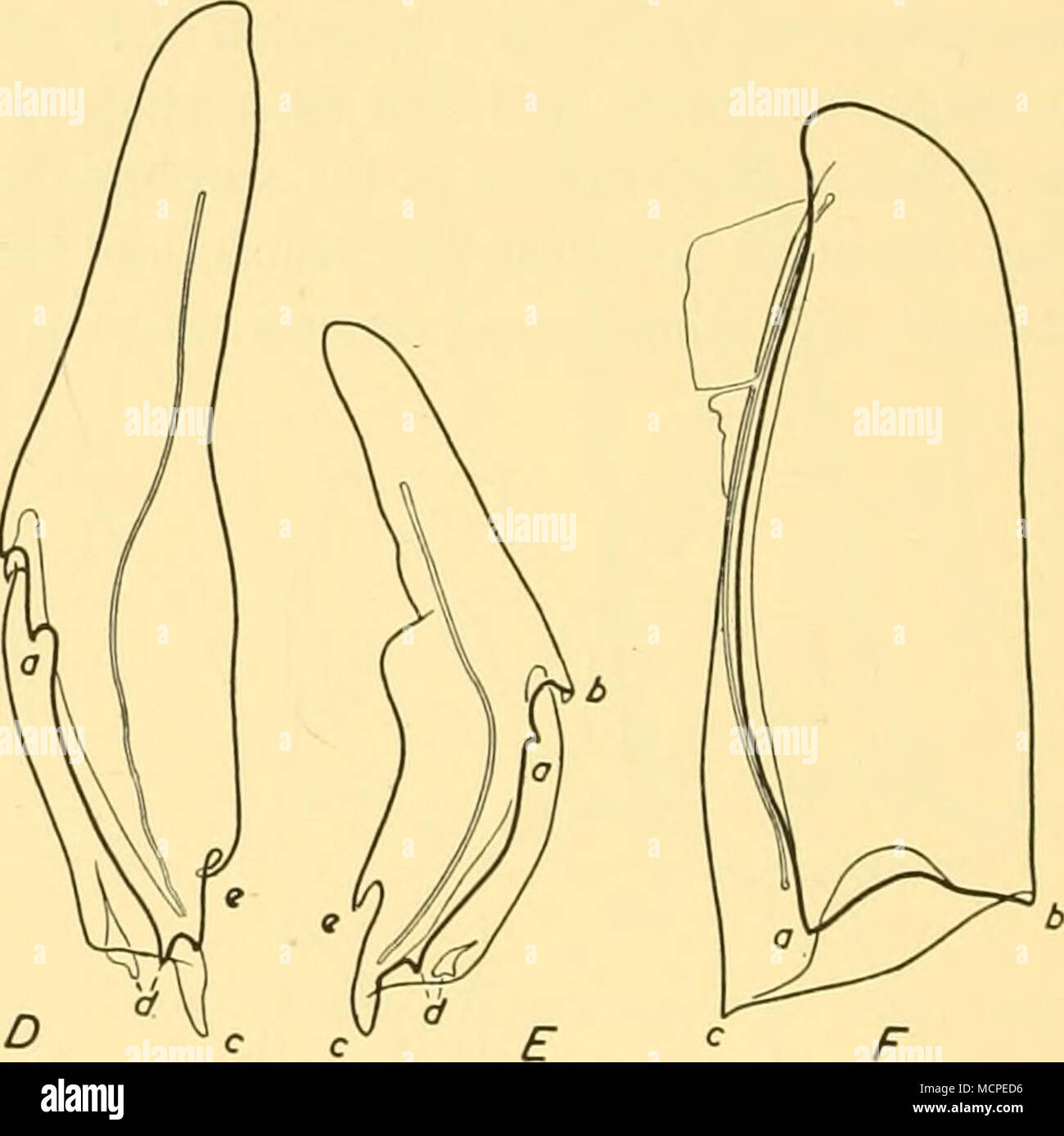 . Text-Bild. 30. Forskalia edwardsii, Villefranche. A-E, geknickte Deckblätter aus Stiele von gastrozooids. F, kropf-förmige Deckblattes vom Sockel des Fruchtstiels. A-C x 6, D, E, F x x 11 9. Die homologe Punkte auf die verschiedenen Hüllblätter sind entsprechend beschriftet, a, b, c, d, e. Es wird gesehen werden, daß in einem Querschnitt von einem Stamm - Deckblatt der mehr Planachse wird von Seite zu Seite, und die "Tasche" ist sehr breit, während in der distalen peduncular Deckblatt der mehr Planachse dorso-ventrale genannt werden könnten, und die "Tasche" ist sehr schmal. Im Januar 1952 habe ich vier Flaschen von toxinhaltigem Plankton Forskalia mat empfangen Stockfoto
