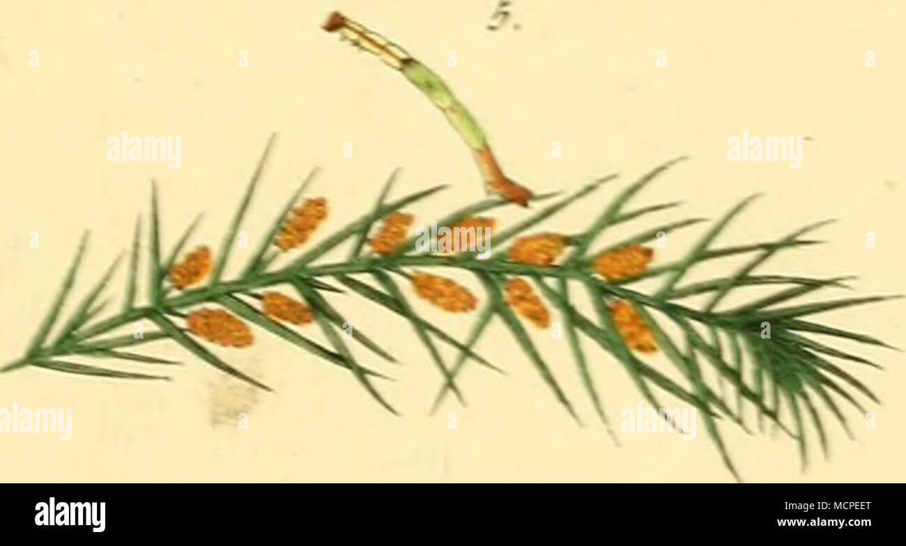 . ^1 Geom pect. u.a. ein". -^---^. s. Yv> * "Wr. / V-!/. 5. ^.^ untträ rum. m^rt^ etrc-^^^ rrx Ria ^> nt ^Ir. lacteana Ztnn." s. jyS. .* Iy -?. /Arzu./ijc. urmu/.-ruJ^i prznuTurri. toä. .-* 7'-uv^• •. cAtv, ü/iy./Ry.^.^'^ tmaji-i' c'mtauc t" Veriiaria Zzn^. r.jj ^. Stockfoto