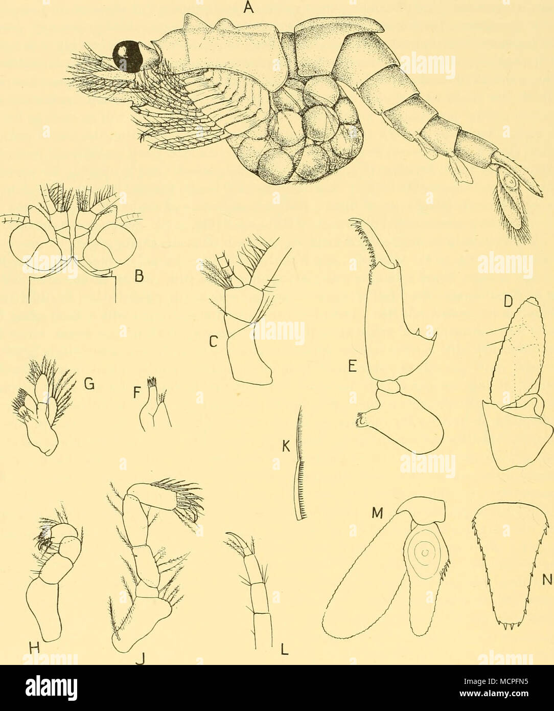 . Abb. 40. Mysidopsis camelina sp. n. Eine erwachsene Frau, die in der Seitenansicht, x20; B, vorderen Ende des Weiblichen in der dorsalen Ansicht, x20; C, rechts antennular Stiel der weiblichen, x43; D, Antenne links, x43; E, linken Unterkiefer von ventral, x43; F, maxillule, x43; G, Oberkiefer, x43; H, endopod der ersten thorakale Anhängsel, x43; J, endopod der zweiten Brust- Anhängsel, x43; K, modifizierte Seta aus der zweiten Brust- endopod (erweiterten); L, das distale Ende des Vierten thorakale endopod, x43; M, Links uropod, x43; N, Telson, M3 Stockfoto