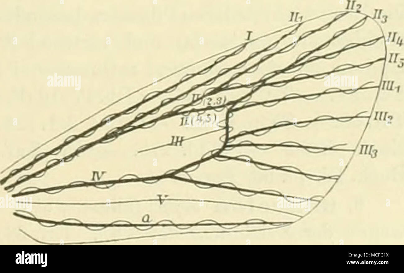 . Abb. y+. Ti-acheenverlauf im Vfl. von Mamestra brässicae, sterben Trartieen Sindh rturcli gewundene Linien angegeben; Ader ß weggelassen. Stockfoto