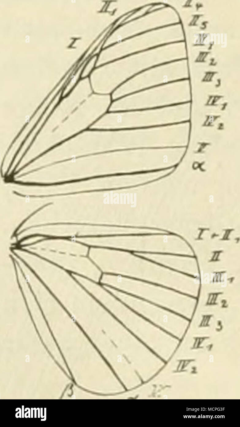 . Jahrforschung 11, nicht nur II, 2, 3, III>., Ui. iiLii iij, eine Strecke weit mit II^ ver schmolzen ist. In den Hfln entspringen II und III, lang ge-stielt, III.3 und IV, von einem Punkt oder Gestielt. Der Leib stark behaart, der der?? Un-fÃ¶rmig aufgetrieben. Hinterschienen sterben nur mit Endsporen. Kig. 81. Â ¤ FlÃ¼gelgeÃ ilev V. Orgyia antiqua h. (J', '/ivcigi-Ã¶ssert. Der cfcf schlank Sterben Raupen haben 1 abgestutzte, bÃ¼rsten-artige HaarbÃ¼schel auf dem RÃ¼cken der ersten vier Hinterleibsringe, zwei vorgestreckte Haarpinsel an den Seiten des 1. imd einen aufgerichteten Haar - Revell auf der Wi Stockfoto