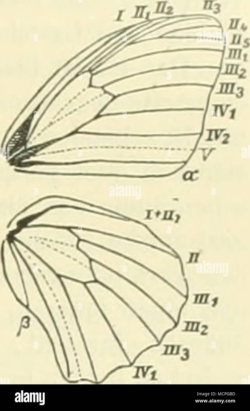 .Awz Abb. 30. Epinephele aurata/,. sterben Adern I und IV stark aufgeblasen. Die Prä-costale der Hfl. Zu einem Knopf verkümmert; der Innenrand der Hfl., worauf HS. Gewicht legte, lang vor dem Afterwinkel ausgeschnitten. Die Vorder - Füße in Geschlechtern Nummern-oper stai'k verkümmert. Die Raupen sind schlank, spindelförmig und sehr fein behaart; sie leben ein Gräsern, bei Tage verborgen, und verwandeln sich in hängende gestürzt, glatte Puppen. 1. Ableitung jlirtflia L. (unsicher), Ochsenauge. Taf. 13, Abb. 1 Eine cf, b5. Das Auge des cf auf der Vfl. - Oberseite sehr variabel. Teilweise albinotische St Stockfoto