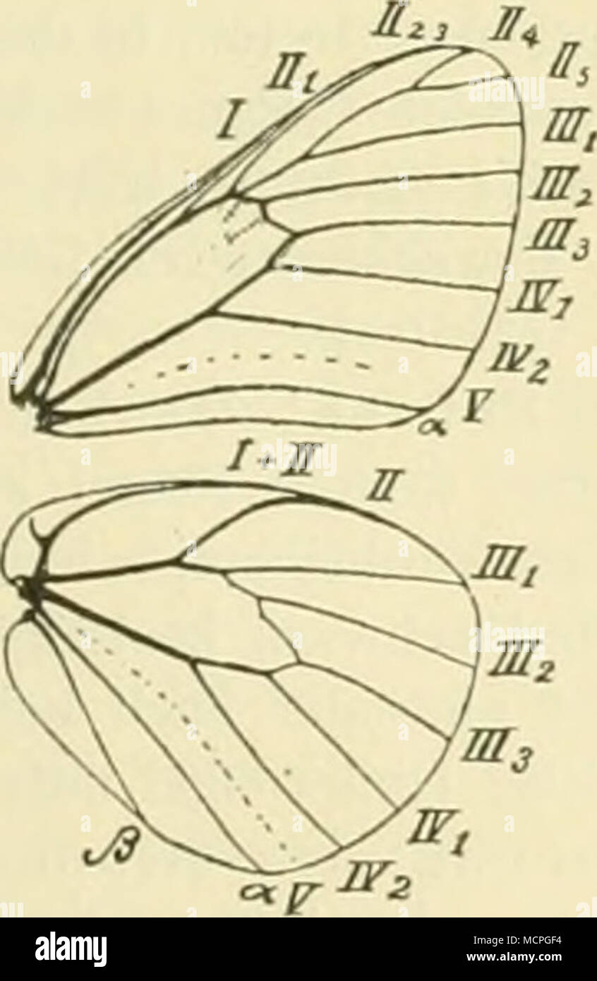 . Abb. b.*} Aporie crataegi L.*) / A. Piadcl. Grote, SehuieUerliiigsfauna von Hildesheim, I. Teil, Taf sterben. I, Abb. 6. 1897. Der Deutung von IIj, und IIj, II 5 bei Grote kann ich nicht (bei den auch Berlin mit reduziertem Pieriden OeÃ¤der) nicht beistimmen. Richtigkeit der in Abb. sterben. Ã¶ u. ff.ge-Eier kegelfÃ¶rmig, gelblich, an der Unterseite der BlÃ¤tter haufenweise befestigt (/ Gss. Abb. 32, v. Schl.-Taf. Abb. 3). Raupe, Taf. 1, Abb. (J, Aschgrau; mit dem RÃ¼cken schwarz mit zwei orangegelben oder braun-roten breiten LÃ ¤ ngsstreil'en; an den Seiten Ã¼ber den FÃ¼Ãen eine Rotgelbe Stockfoto