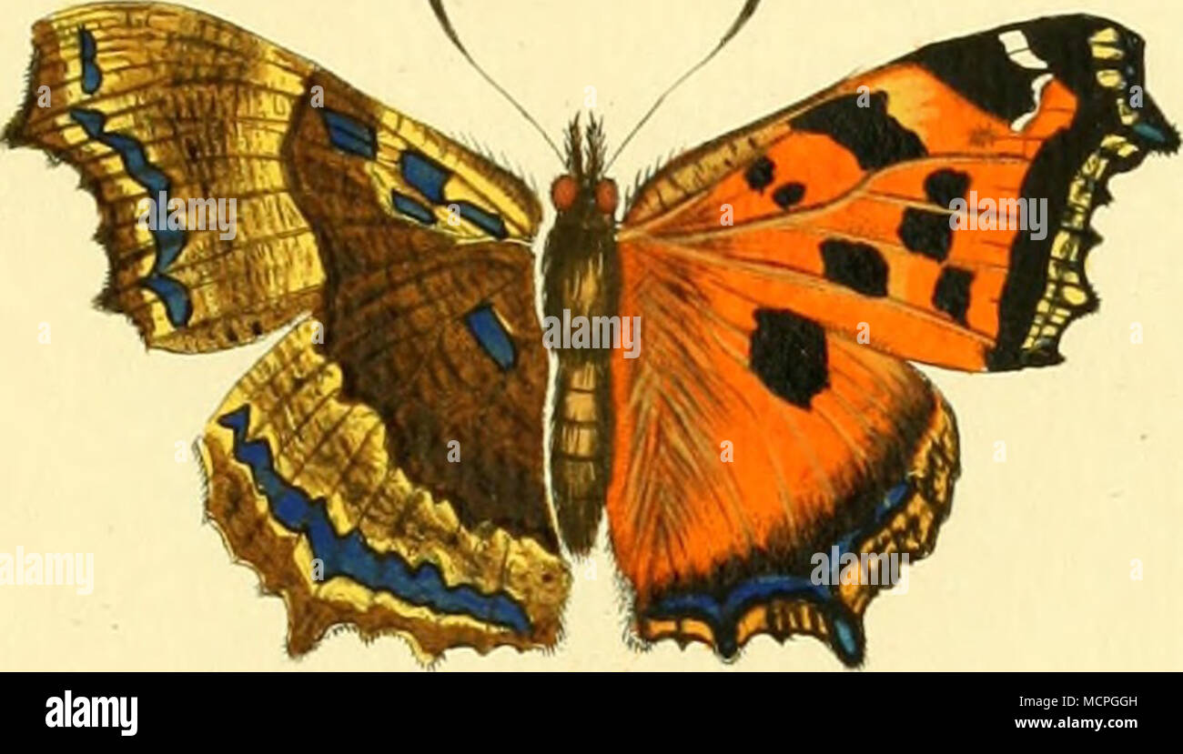 . Yf^3. y9'/^/S^^ Z.. Pap 11:europ: i^£/t^^ Zuz. S/^. ^4r [Tal. XXXf 71/. Ju^^/. I/&Lt;yju^. 3'. /Ar-Z^/izj ^u^/2 ^^n F ^. 4. 2r: TA^. JCan^ JL' TNS/wie. Iz^. 3. ^ l. /Uw. ^ TTz^^^ Ai/ar^ Zas./^^ m.w 72 i/'. Z 7 711. Ich 'c-nt. V77I) Stockfoto