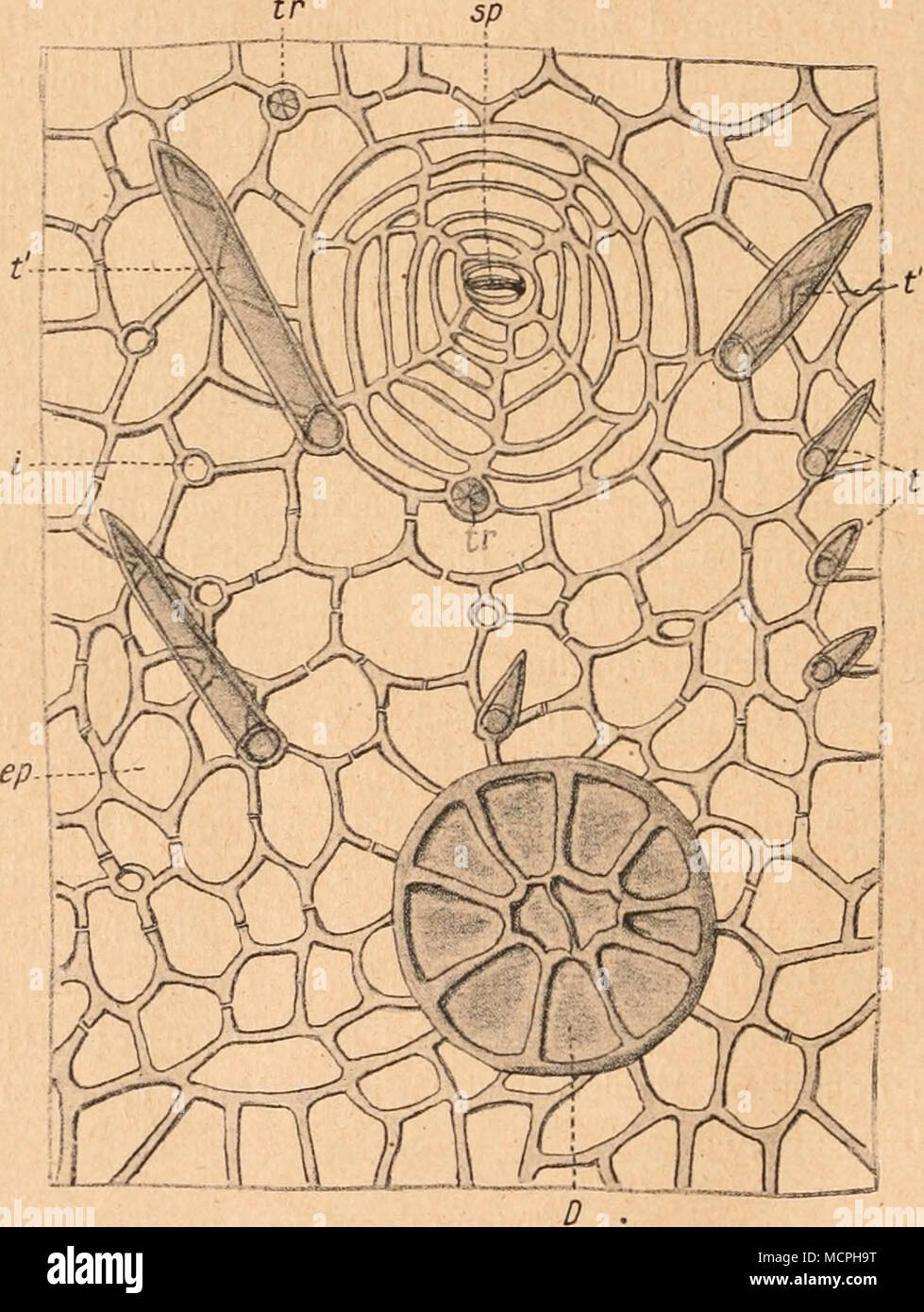 . Abb. 310. Caesalpinia hrevifolia Benth., Algarobillo. Längsansicht der Anßenepidermis ep. - Sp Spaltöffnung, t Inirze Trichome von der Seite, tr von Ihr Browser kann leider keine eingebetteten Frames anzeigen, t'längere Tricbome, D Drüse von Ihr Browser kann leider keine eingebetteten Frames anzeigen. (Original) von Inga Marthae Spr., Prosopis juliflora DG., Prosopis alba Hier. (Algarrobo blanca), Hymenaea courbaril L., von Äcacia-Arien U. a. 4) Zeitschr. d. allg. Österr. Apoth.-Ver. 1879, S. 132. 2) Verb, d. bot. Ver.d. Prov. Brandenburg 1879, zit. nach Hart wich. 3) Arch, d. Pharm., 1880, Bd. 1, Bl. CCXVI, S. 286. Stockfoto