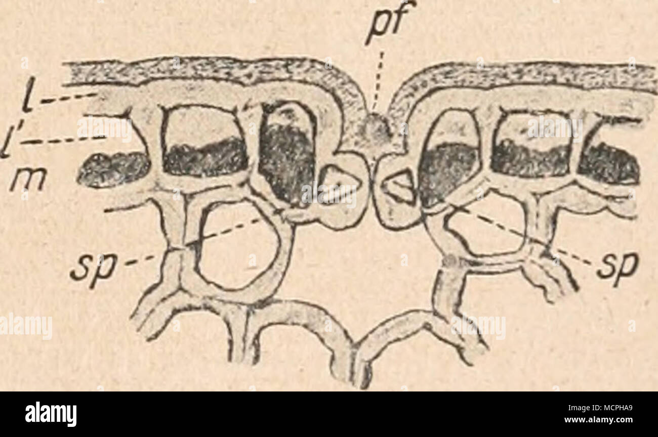 . Abb. 30B. Acsalpinia digyna Tarifrucht iC'). Quer- schnitt durch eine Spaltöffnung, Vergr. 600. - C Kutikula, ep Epidermis, l Außenlamelle, M se Kundäre (Zellulose-1 Membran, m Inhaltskörper, sp Spaltöifnungszellen, pf Kutikularpfropf. (Original von Hauausek und Weese.) 1) Hooker, Flora von Britisch Indien, II (&lt; S 79), S. 256, sagt dagegen: "Pod länglich, kahl, O/o - 2 in. lange, 2 - 4 seedid, prall, torulose". 2) T. F. Hanausek, sterben Gummizellen der Tarihülsen. Ber. d. D. Bot. Gesellsch. 1902, Bd. 1, Bl. XX, s. (77). Wiesner, Bohstoffe. DL-Band. 3. Neubearb. 55 Stockfoto