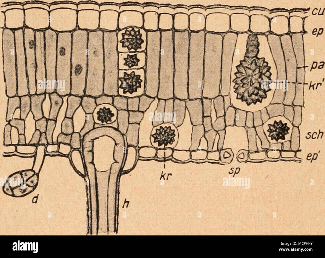 Abb 194 Rhiis Coriaria L Nebenklagerin Des Blattquersclmittes Cn Kutikula P Epidermis Der Oberseite Rp Der Unterseite Pa Palisaden Seh Kristallrosette Schwammparenehym Ar Ein Gt Eine Solche Ein Einer Art Abb 194 Rhiis Coriaria L Nebenklagerin Des Blattquersclmittes Cn Kutikula P Epidermis Der Oberseite Rp Der Unterseite Pa Palisaden Seh Kristallrosette Schwammparenehym Ar Ein Gt Eine Solche Ein Einer Art