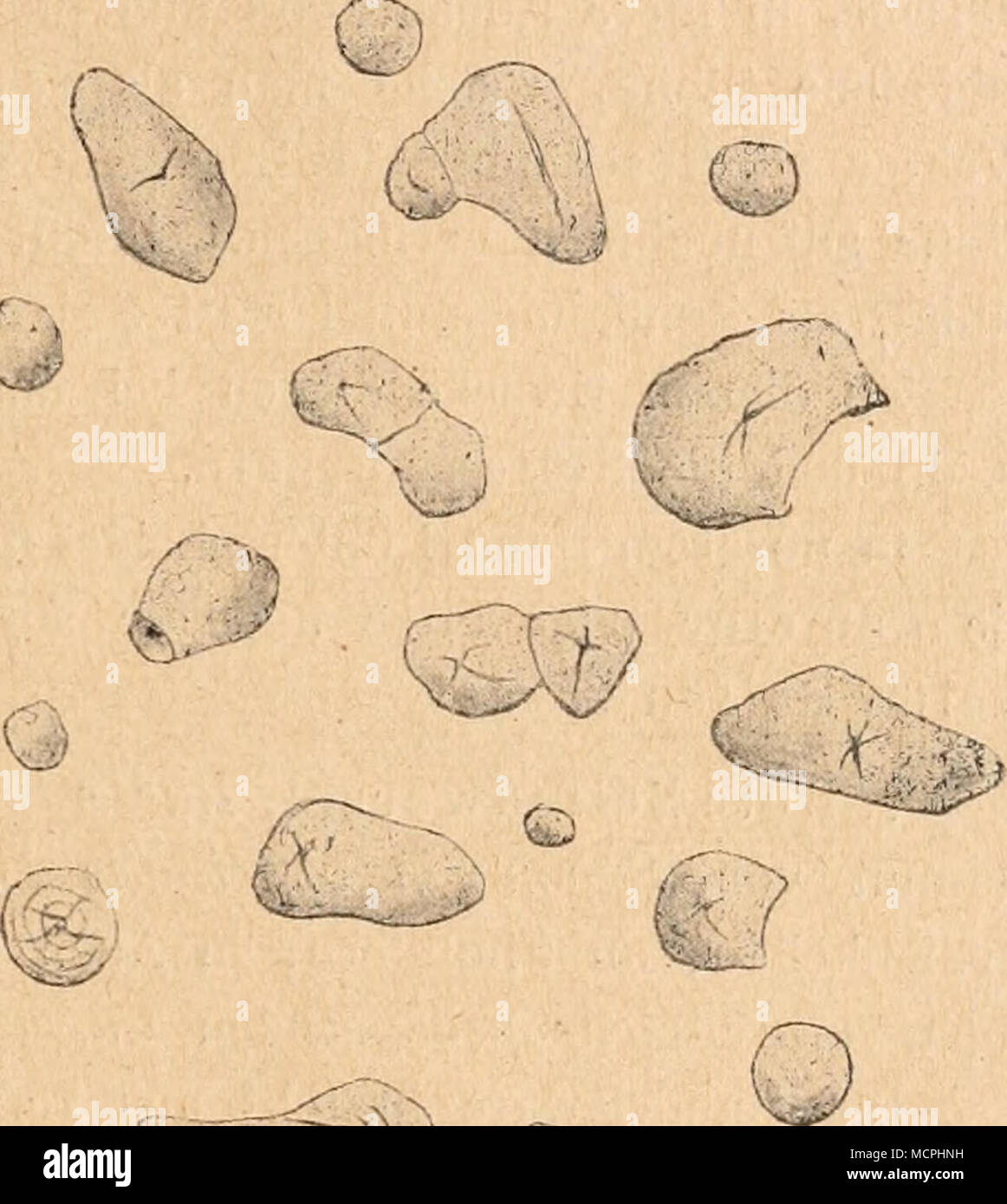 . 1) Zentralblatt f. d. Zuckerindustrie 1905, Nr. 20. 2) Americ. Journ. Der Pharm. 1886, Ref. in Pharm. Ztg. 1886, Nr. 49. iesner, Rohstoffe. Iii. Band. 3. Neubearb. 29' Stockfoto