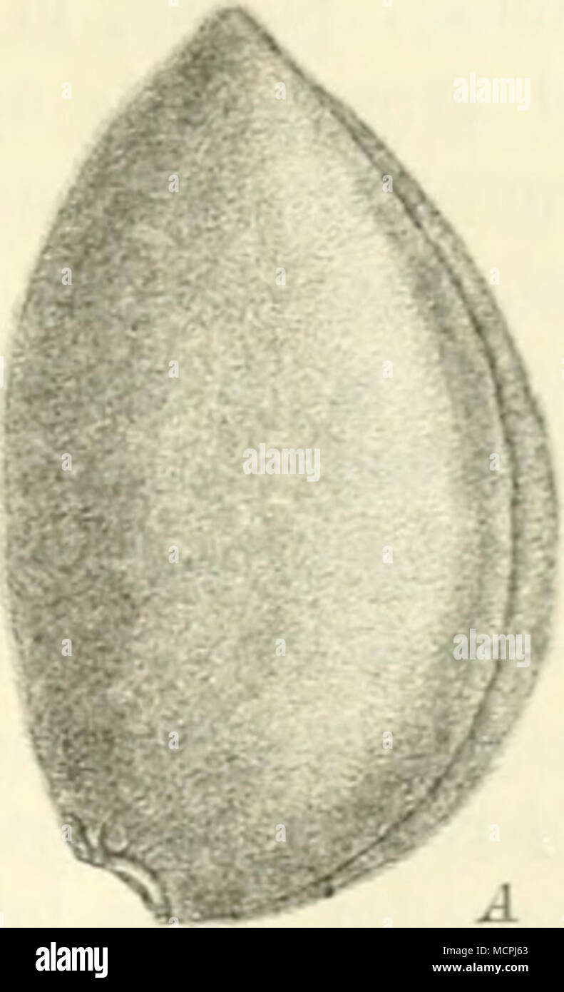 . Abb. 22 Il. Nat. Gr. Prunus Aitiygdalus Stolces. Eine Frucht, ß Steinkern in der aufgeschnittenen Frucht: C D Samen längs (lurchschn'. tten. Daran c Samenlappen, v Federchen, w Wurzelchen; E Querschnitt durch den Samen. (/ Focke. l von einer zimmetbraunen, schülferig-rauhen Samenhaut bedeckt. Seit- lich vom spitzen Ende belindet sich eine unbedeutende Prominenz, der Nabel (die Stelle, welcher der Samenträger angeheftet war), von der der Schmalkante ein dunkler, Kielartig sich erhebender Streifen, sterben Uaphe, zu dem breiten Ende hinzieht. Daselbst Balatonfüred sterben glatte, ebenfalls dunkler gefärb Stockfoto