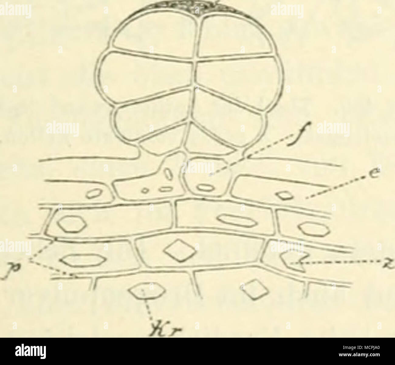 Abb 211 Vergr 2 S 0 Drusenhaar Von Chr Cinera Riaefouum Bin Langsschnitt Durch Den Frucht Knoten Fusszelle C Ahgehobene Cuticula E Ober Haut P Parenchymzelle Kr Oxalatkrystalle Z Zwillingskrystall Jcf Stockfotografie Alamy