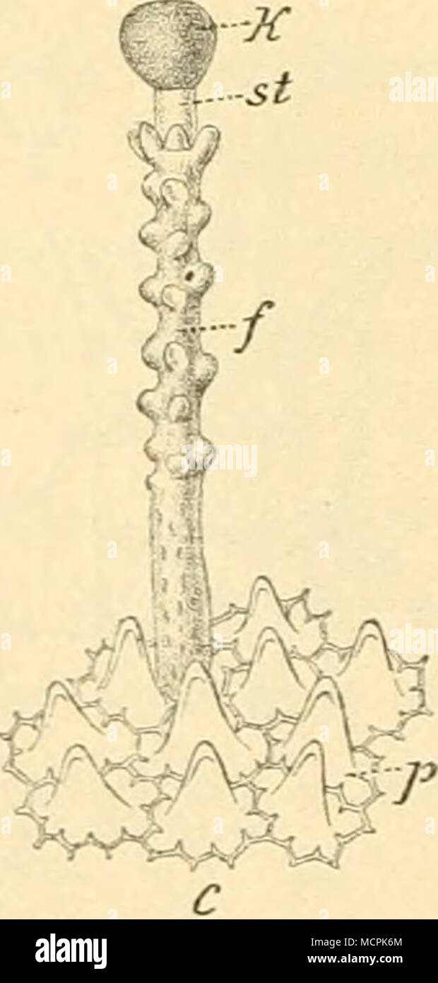 Gleichfalls . Abb. 209. Vergr. 200. Trichome von Luv. Vera. Eine Steruliaare von o ...