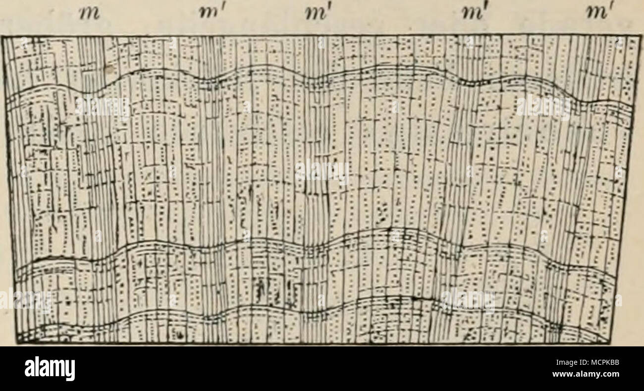 . Abb. 103. Unechte breite Markstrahlen (m') in der Querschnittsansicht