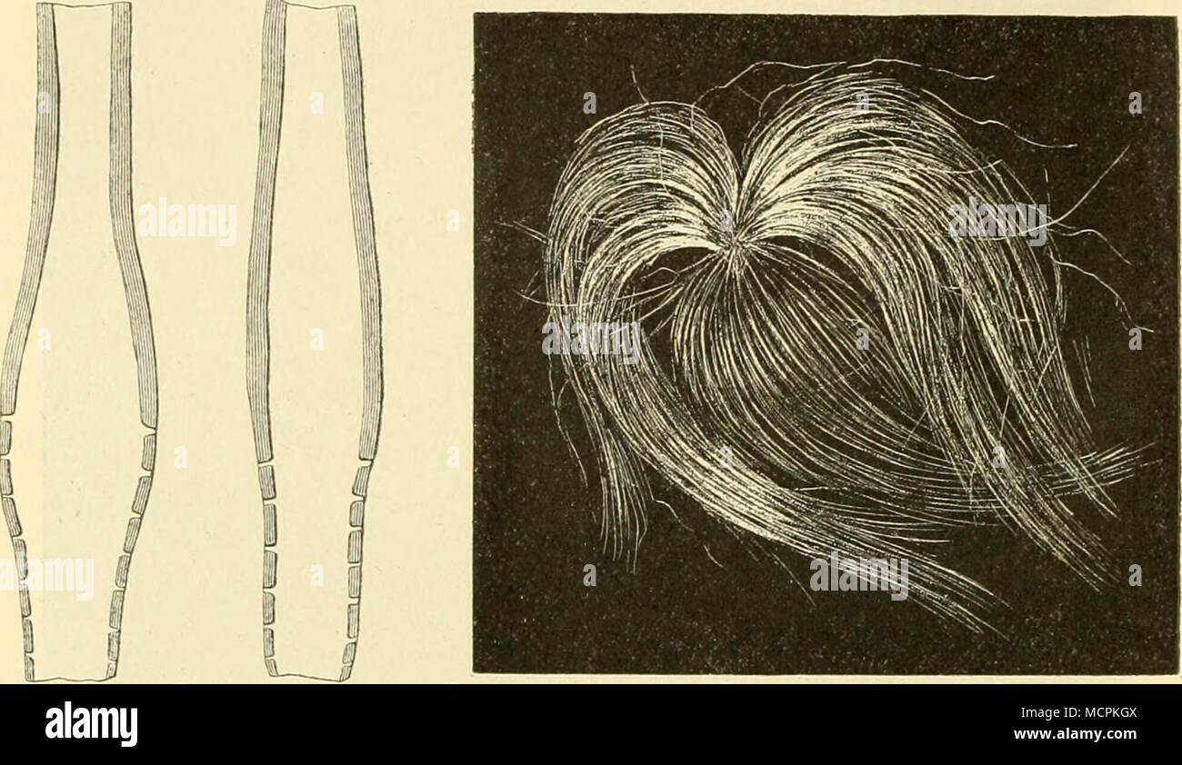 . Abb. 62. Vergr, 300. Untere beschließen den Tag der Samenhaare von Strophanthns sp. im optischen Längsschnitt. Abb. 63. Natürliche Grösse. Haarschopf der Samen von Beau - montia grandifiora (veget. Seide). Gewächse, sie ist nicht nur schnell rein weiss, 5/6 für die übrigen stets einen mehr oder weniger starken Stich ins Gelbe haben", sondern sie hat eine Festigkeit, welche für Vegetabilische Stoffe geradezu beispiellos lerer Festigkeit kaum zurück. Auch ist zu bemerken, dass die Samen - Haare der Beaumontien sich sehr leicht von den Samen abtrennen lassen. Die Haare stehen an den Samen of this Pflanzen in einer Stockfoto