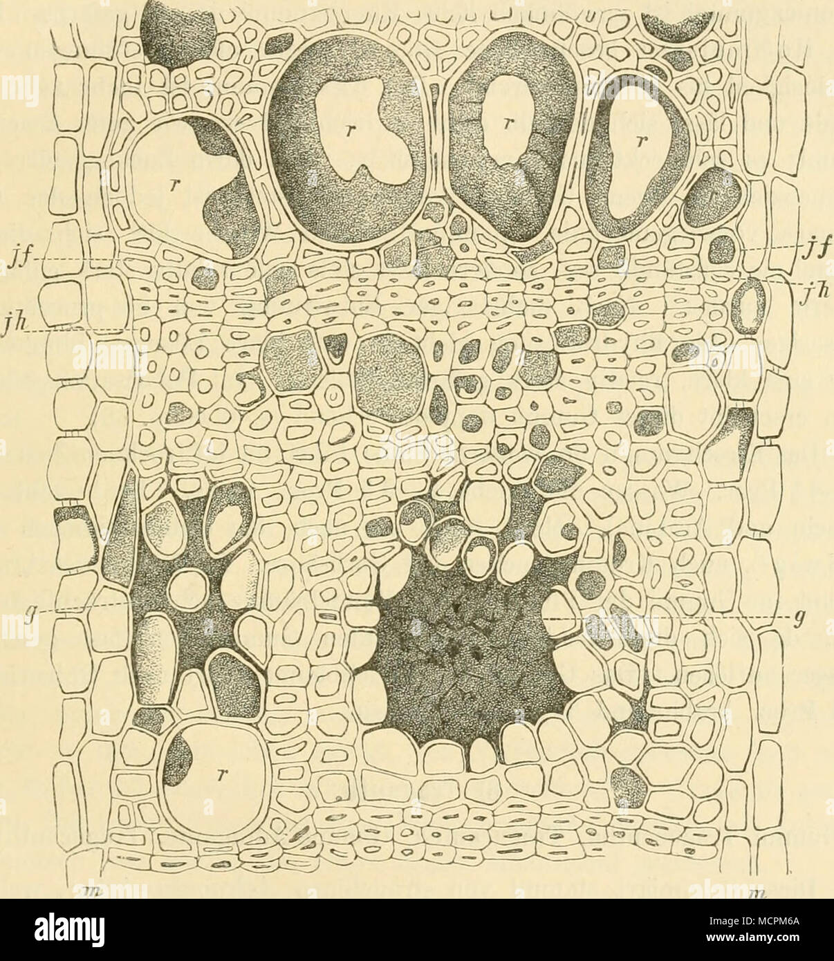 . Abb. 22. Yergr. 300. Gummibildung im Kirschholz, g lysigene Gummidrnsen. "• Mehr oder weniger mit Gummi erfüllte Gefässe. m Markstrahlen, jf Jahresring, Frühjahrholz, jh Award-ring, Herhstholz. (/ Tschirch.) "zu Gummi umgewandelt werden, 5/6 in der Rinde das normale Gewebe der Gummimetamorphose verfällt. Beim Aufquellen / Regen sterben Gummimassen durchbrechen das Borke, welches an der Gummi-bildung nicht Antheil nimmt. Sterben Körner dieses Gummi haben Halbkugelige oder nierenförmige Gestalt und Messen oft mehrere Zentimeter im Einspritzdruck. Ober Sterben -) Angewandte Pflanzenanatomie. Stockfoto