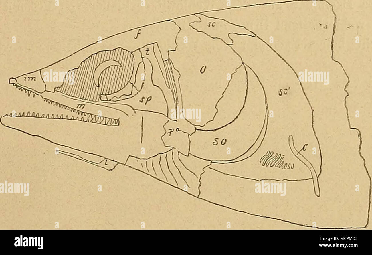 . Abb. 61. Elopopsis Heckeli, Keuss. Orientirungsskizze in V3 Nat