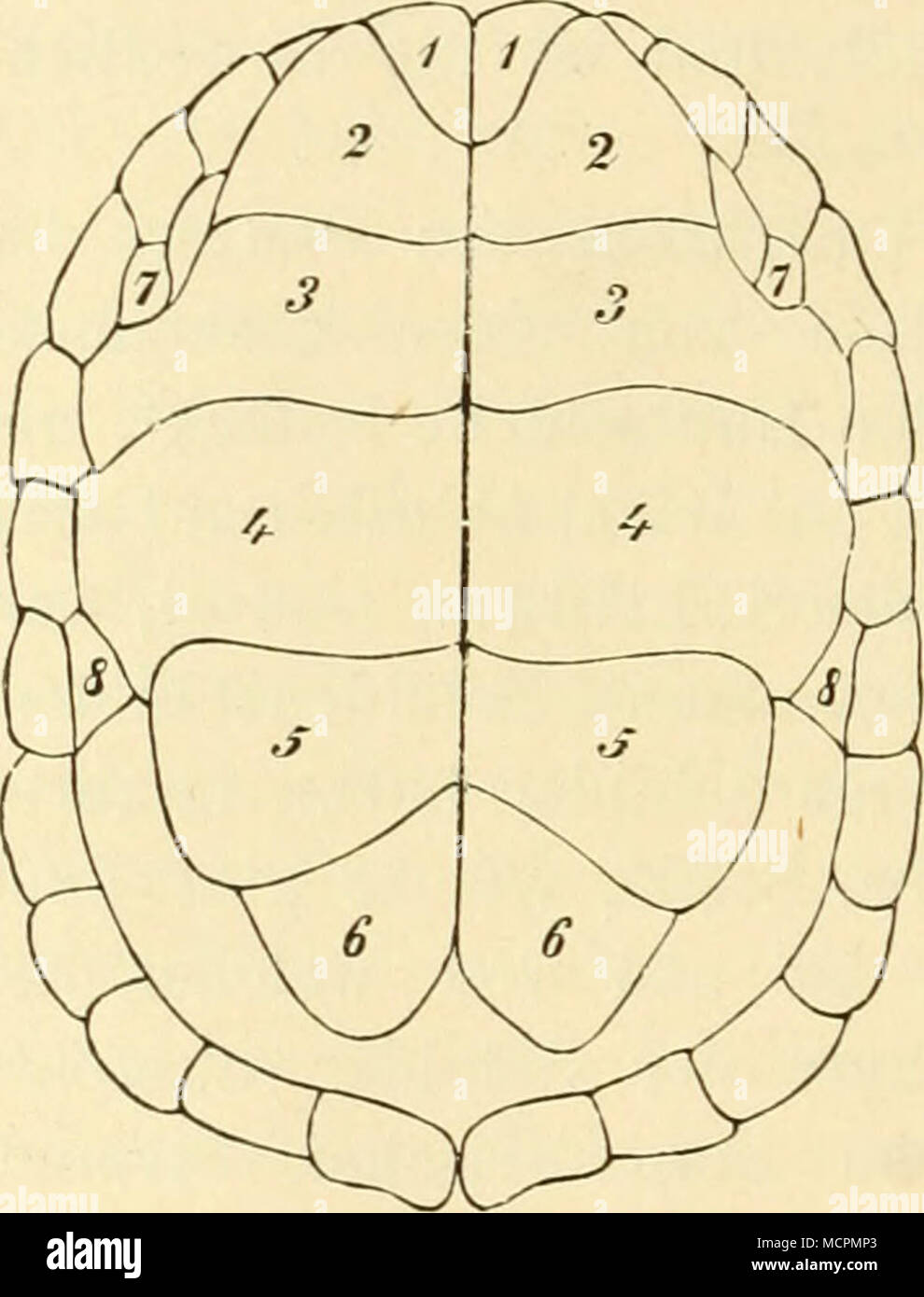 . Baucbschale der kaspischen Wasserschild - kröte (Emys caspica, Ghnelin). (/ Schreiber). 1 Kehlschilder (gularia acuta), 2 Armschil-der (sc. brachialia), 3 Brustschilder (sc. Pecto - ralia), 4 Bauchschilder (sc. abdominalia), 5 Schenkelschilder (sc. femoralia), 6 Nach - schilder (sc analia), 7 Achselschilder (sc. axillaria), 8 Leistenschilder (sc. iiu/iiiiialia). Stockfoto
