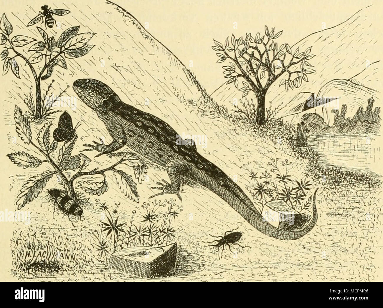 . Â' S ich 'V' i:-..-.. ich r=v;. Zauneulechse (Lacerta agilis, LinneJ. grau, weissgrÃ¼n oder weissgelblich. Ã¤lteren mã¤nnchen sind mit dem RÃ¼cken braun, rotbraun oder graubraun, und tritt This FÃ¤rbung hÃ¤ufig bandartig in Sterben, sie kann einfarbig, oder schwÃ¤rzlich gefleckt oder punktiert, auch Augenflecken kÃ¶nnen vorhanden sein. Die Seiten sind grÃ¼n mit Augenflecken, oder mehr oder weniger deutlichen schwarzen Hecken und Punkten, zur Paarungszeit werdener aber Orig. alle Zeichnungen von Ã¼ber-handnehmendem GrÃ¼n verdrÃ¤ngt. Der Bauch ist grÃ¼nlich, gelb-grÃ¼n oder blÃ¤ulich-weiss, m Stockfoto