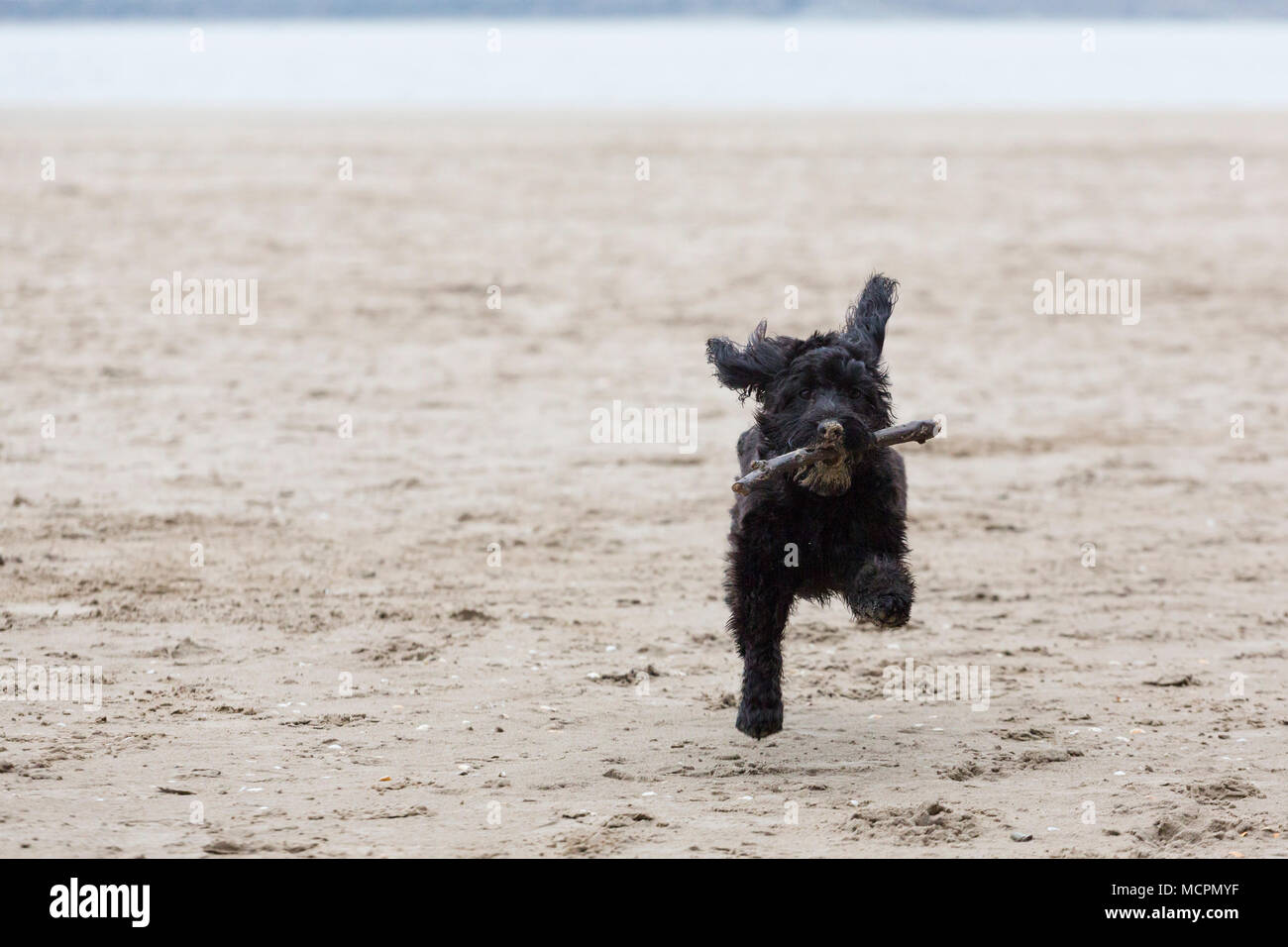 Schwarz cockapoo Hund läuft auf Strand mit Stick im Mund Stockfoto