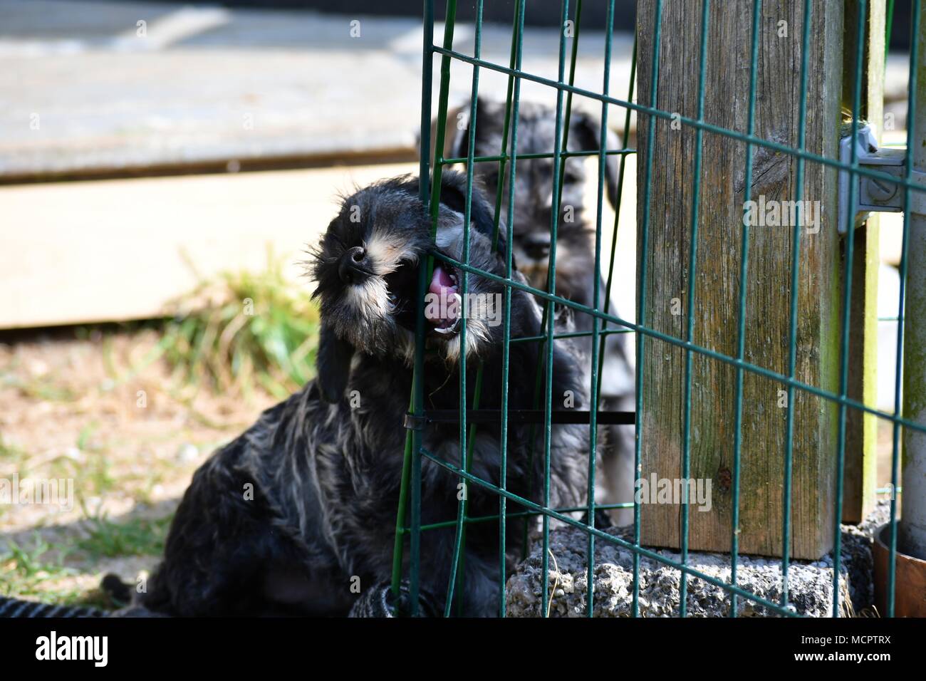 Zwergschnauzer Welpen in der Nähe Gesicht Porträt, reinrassige, Meister, sehr typische Rasse Vertreter Stockfoto