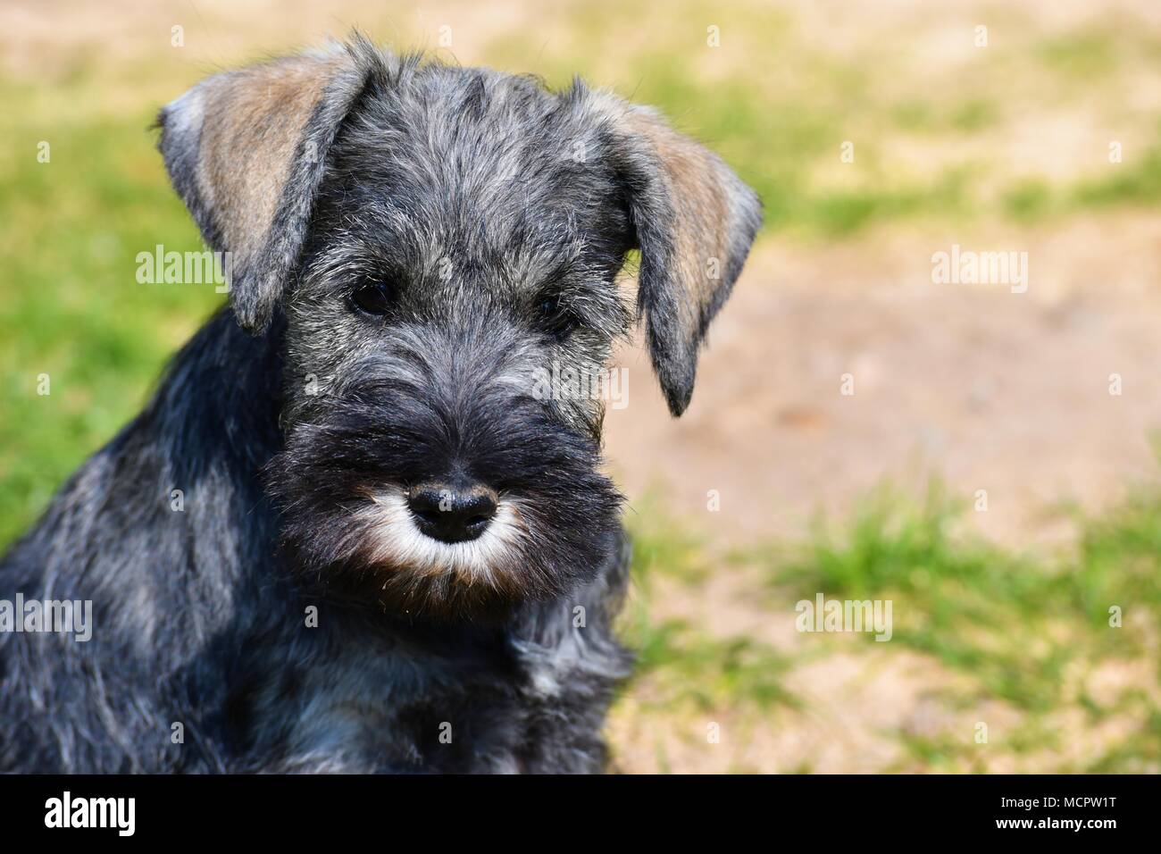 Zwergschnauzer Welpen in der Nähe Gesicht Porträt, reinrassige, Meister, sehr typische Rasse Vertreter Stockfoto