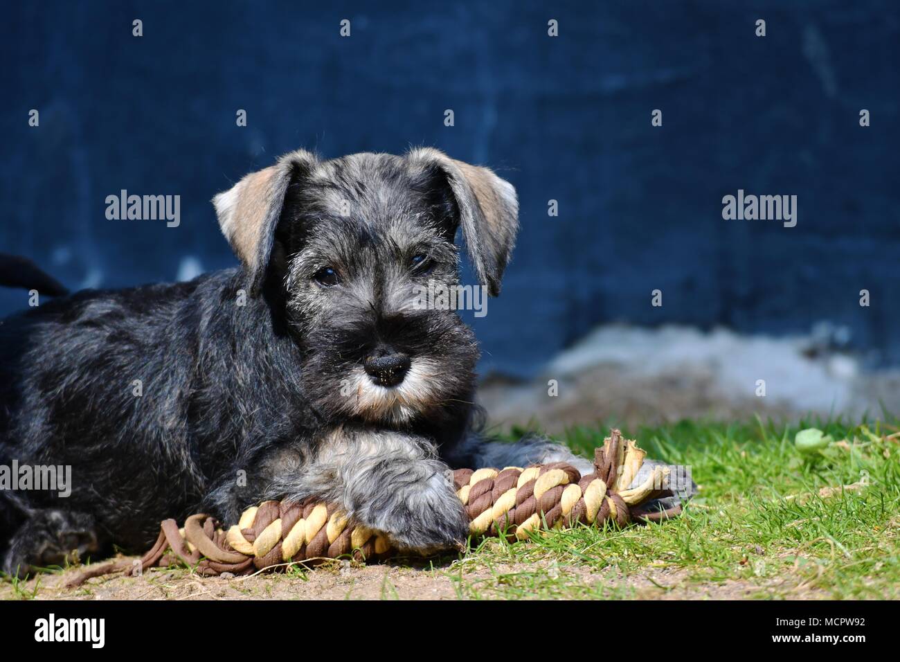 Zwergschnauzer Welpen in der Nähe Gesicht Porträt, reinrassige, Meister, sehr typische Rasse Vertreter Stockfoto