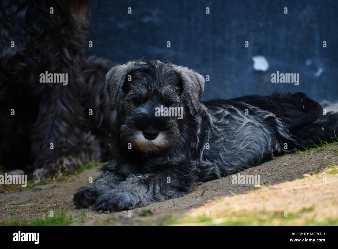 Zwergschnauzer Welpen in der Nähe Gesicht Porträt, reinrassige, Meister, sehr typische Rasse Vertreter Stockfoto