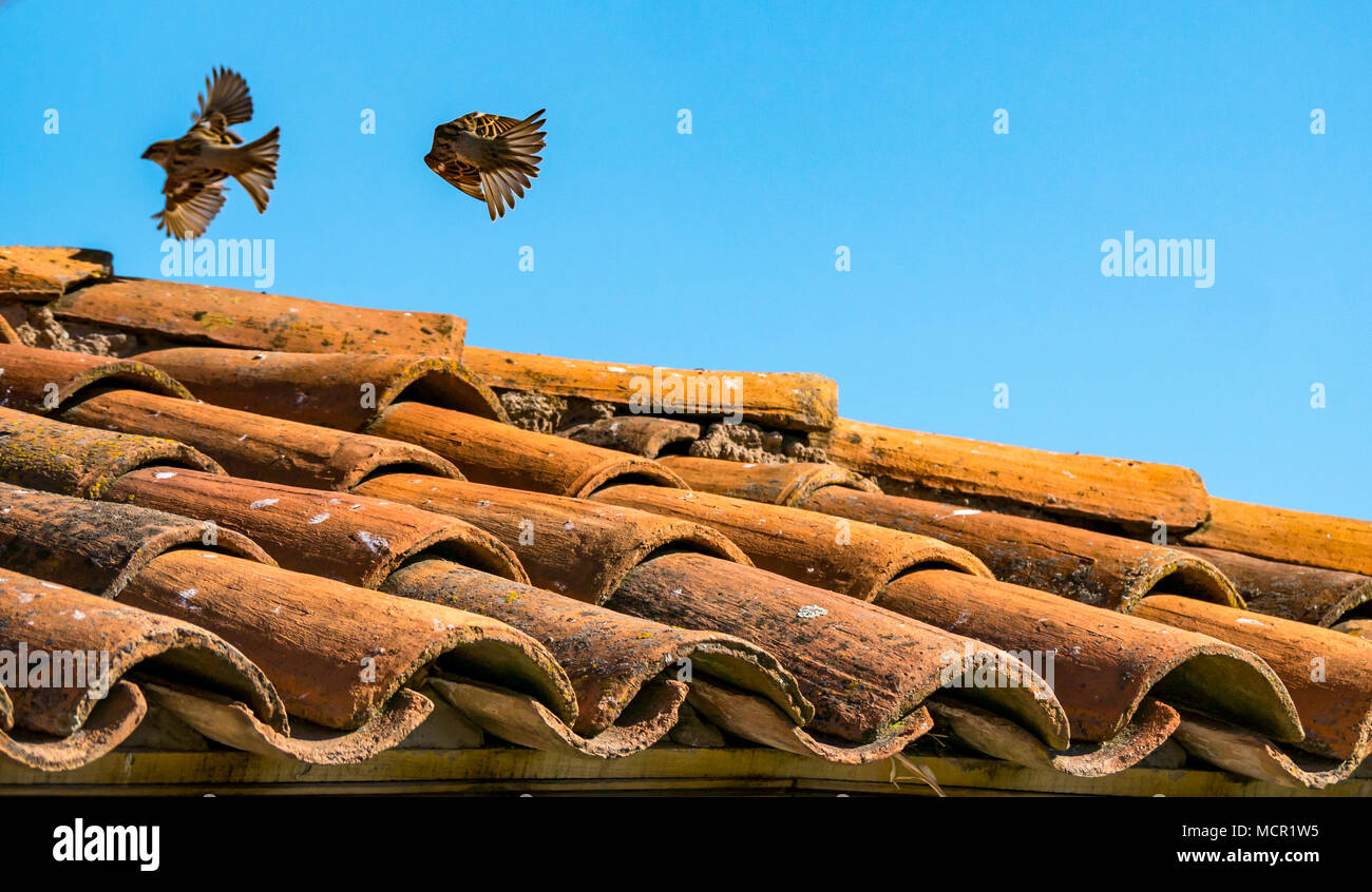 Haussparrows, Passer domesticus, in unscharfer Flugbewegung gegen blauen Himmel und altes Ziegeldach, Chile, Südamerika Stockfoto