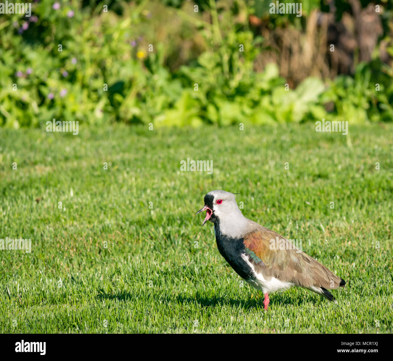 Andengemeinschaft Kiebitze, Vanellus resplendens, bei Sonne auf Garten Gras, Santa Cruz, Colchagua Valley, Chile, Südamerika Stockfoto