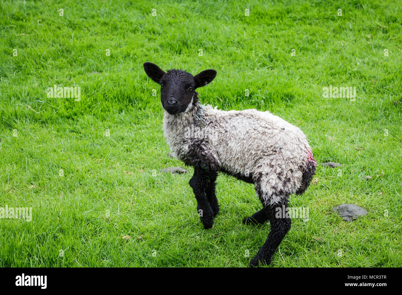 Junge Swaledale Lamm im Feld Suchen in die Kamera Stockfoto