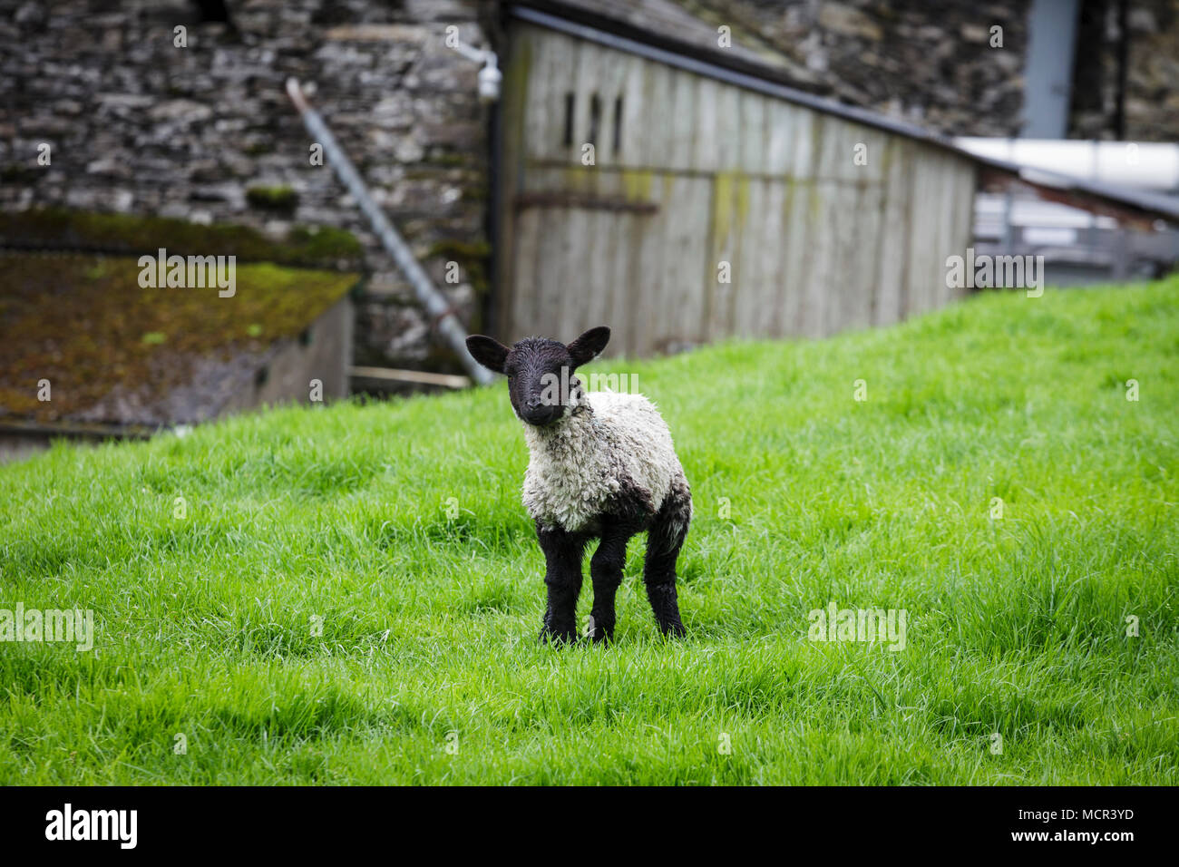 Junge Swaledale Lamm im Feld Suchen in die Kamera Stockfoto